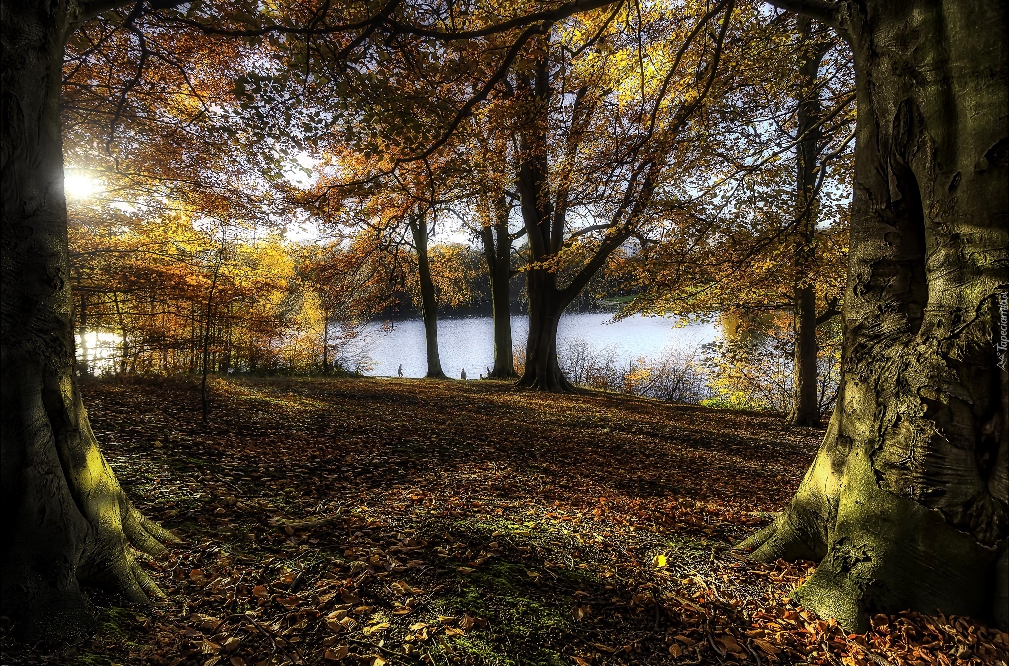 Jesień, Drzewa, Przebijające światło, Woda, Park