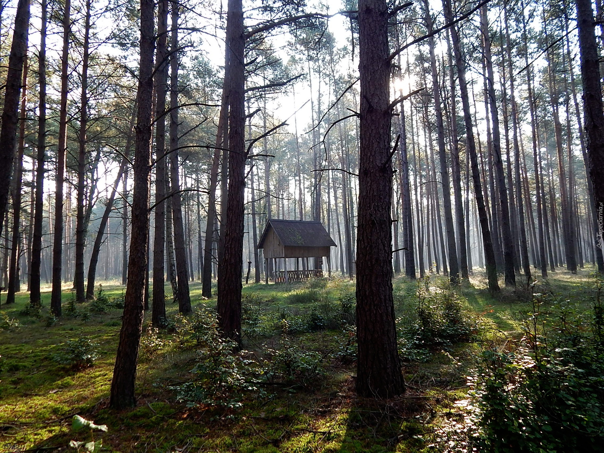 Las, Drzewa, Paśnik