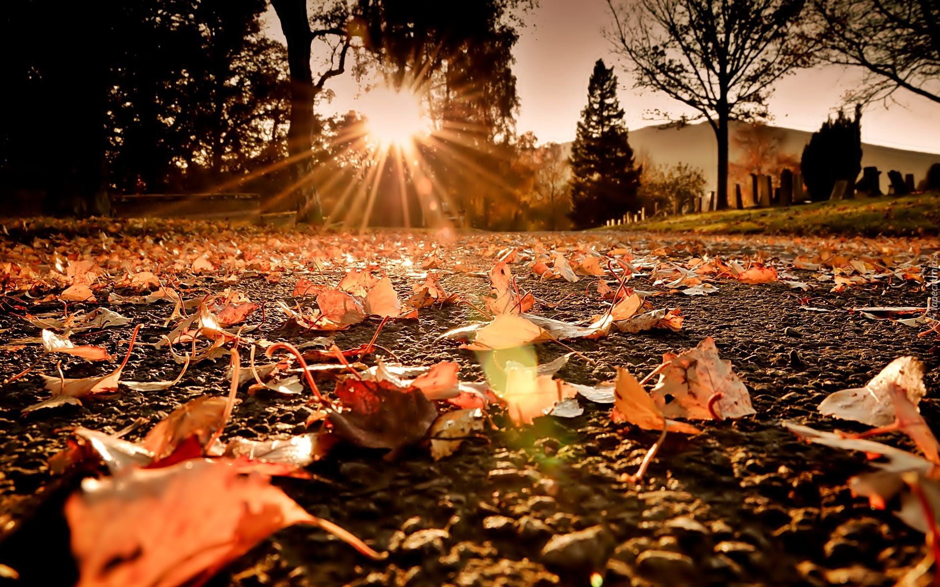Jesień, Liście, Promienie, Słońca
