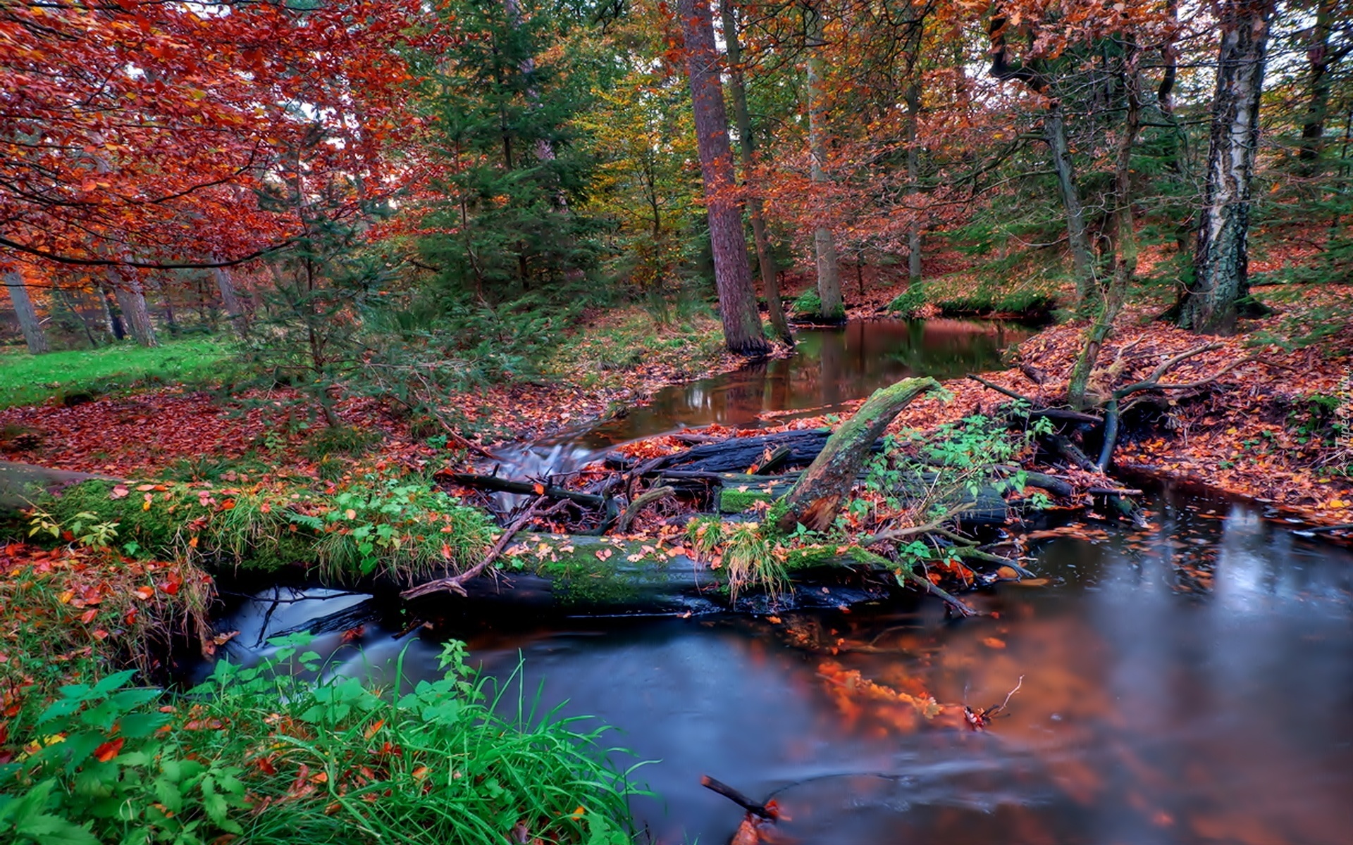 Звук ручья в лесу. Осень лес ручей. Ручеек в лесу. Ручей осенью. Ручей в осеннем лесу.