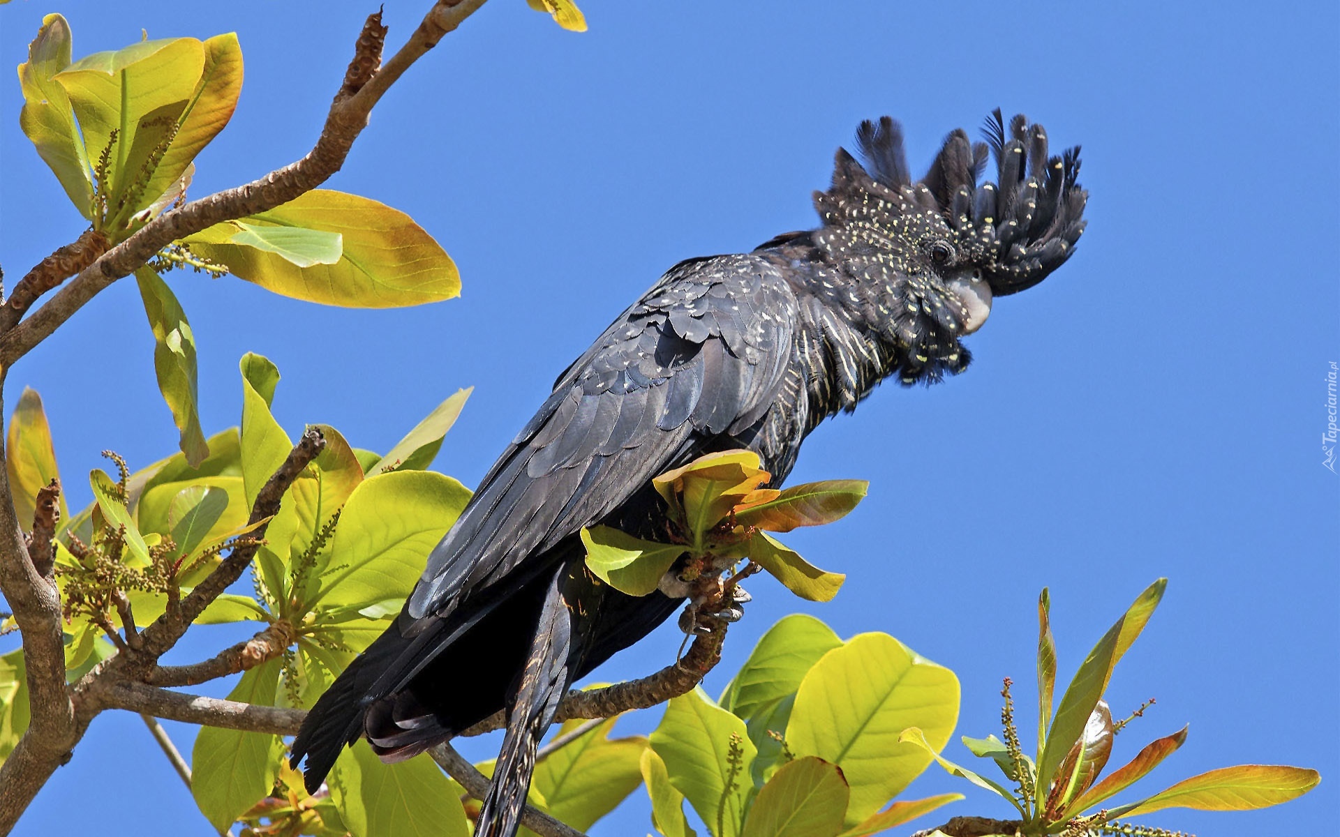 Papuga, Kakadu, Gałązki