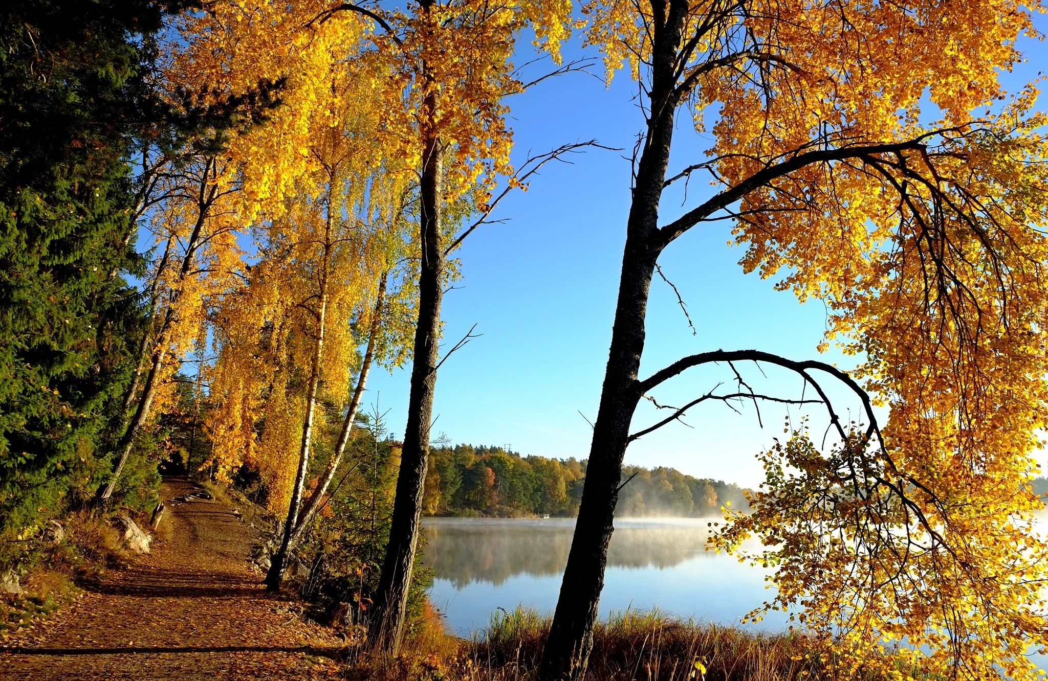 Jesień, Jezioro, Poranek, Mgła, Drzewa