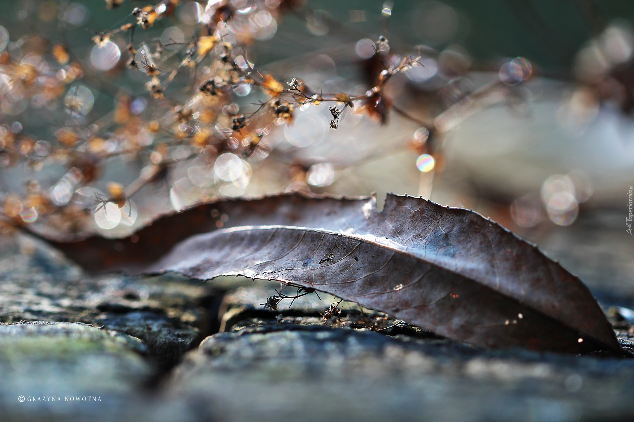 Jesienny, Suchy, Liść, Suszki, Bokeh