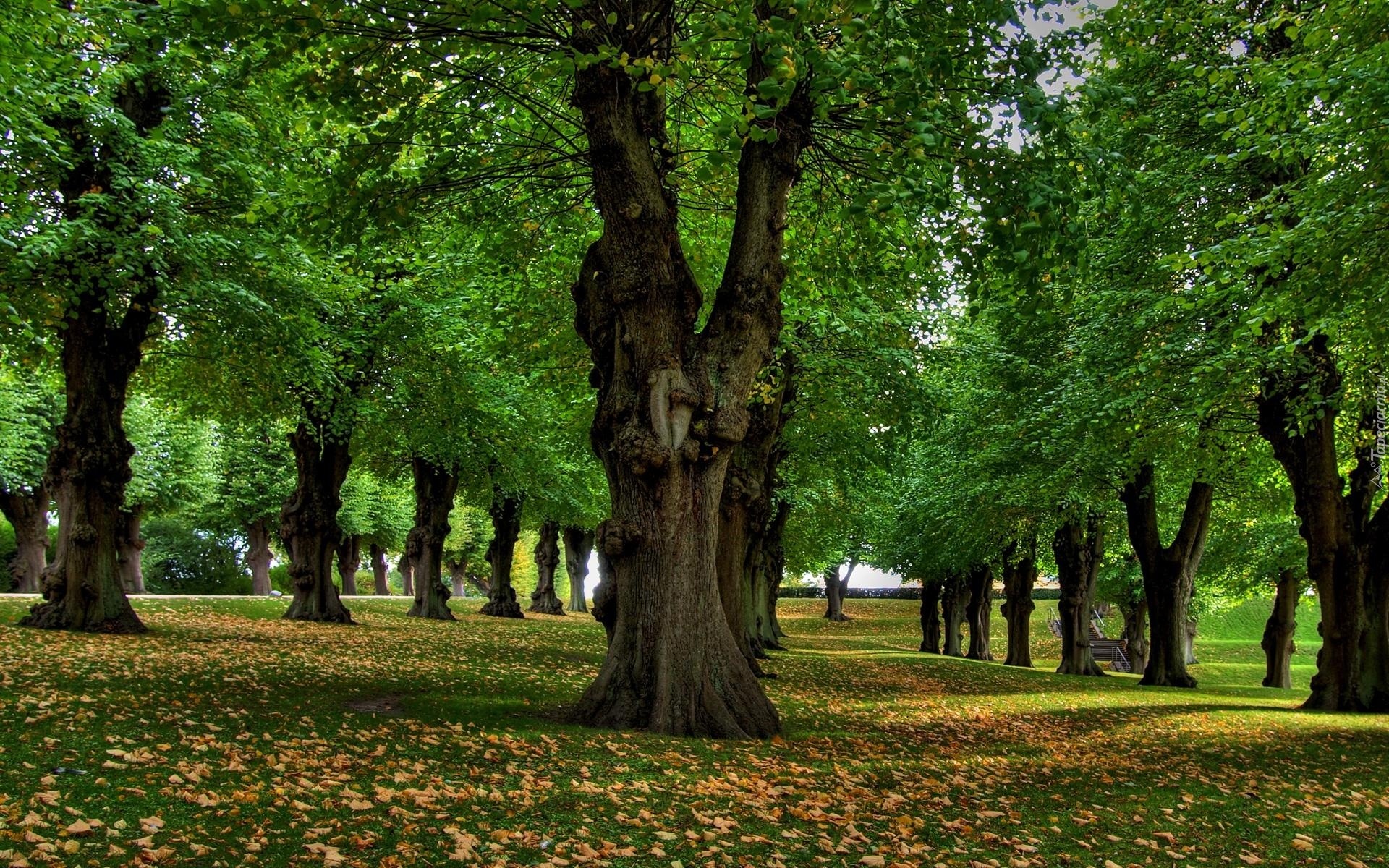 Park, Liście