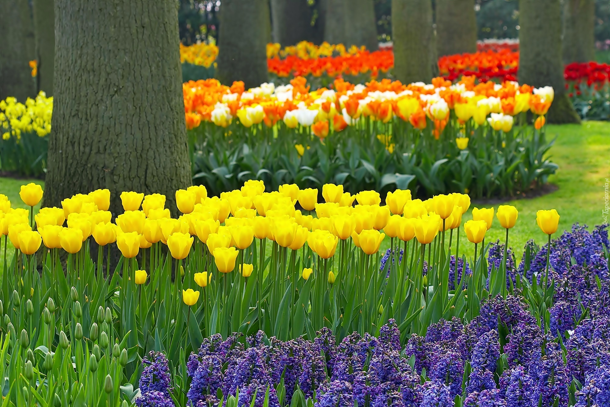 Park, Keukenhof, Lisse, Wiosna, Kwiaty, Rozmycie