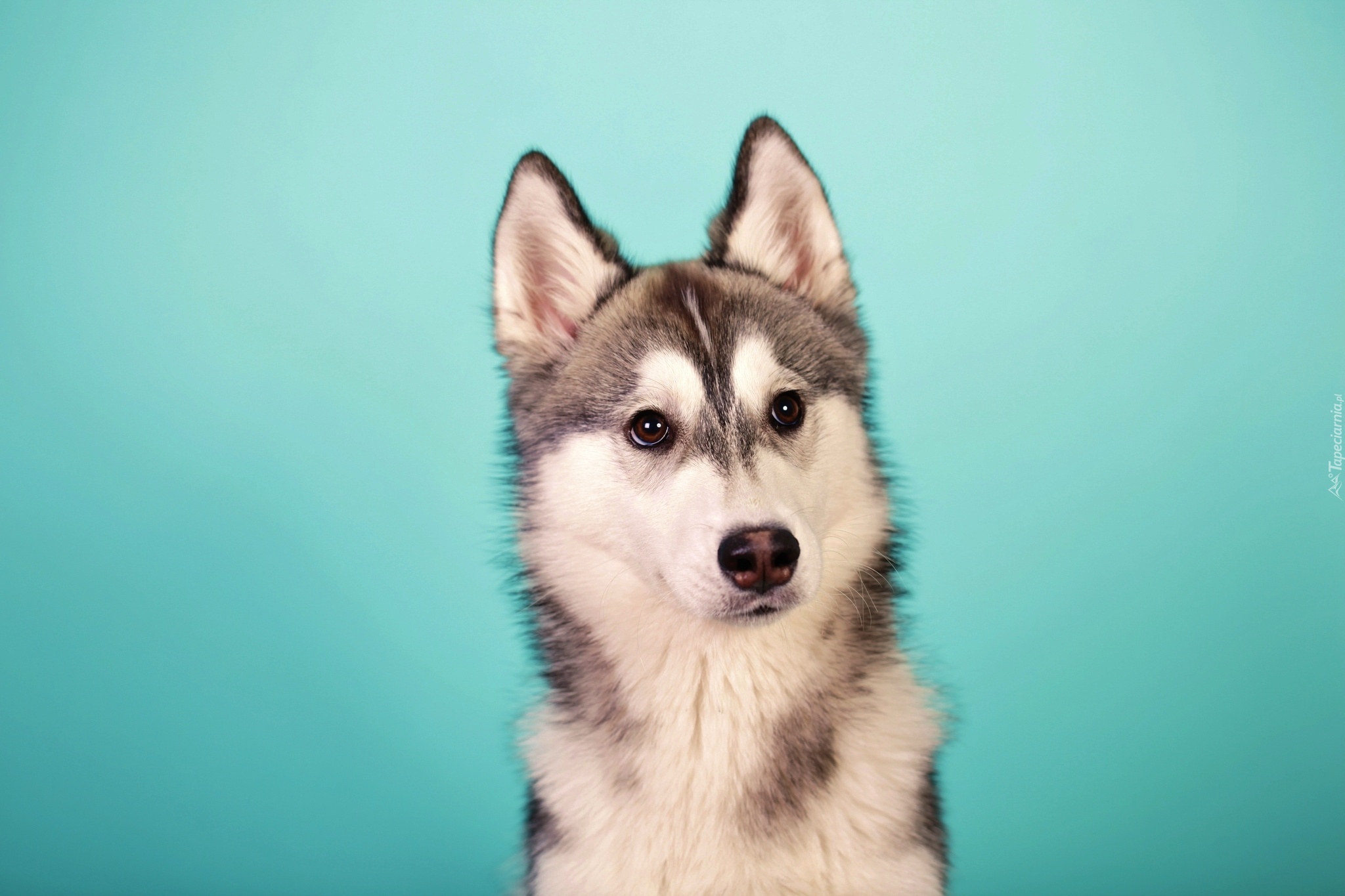 Szczeniak, Husky