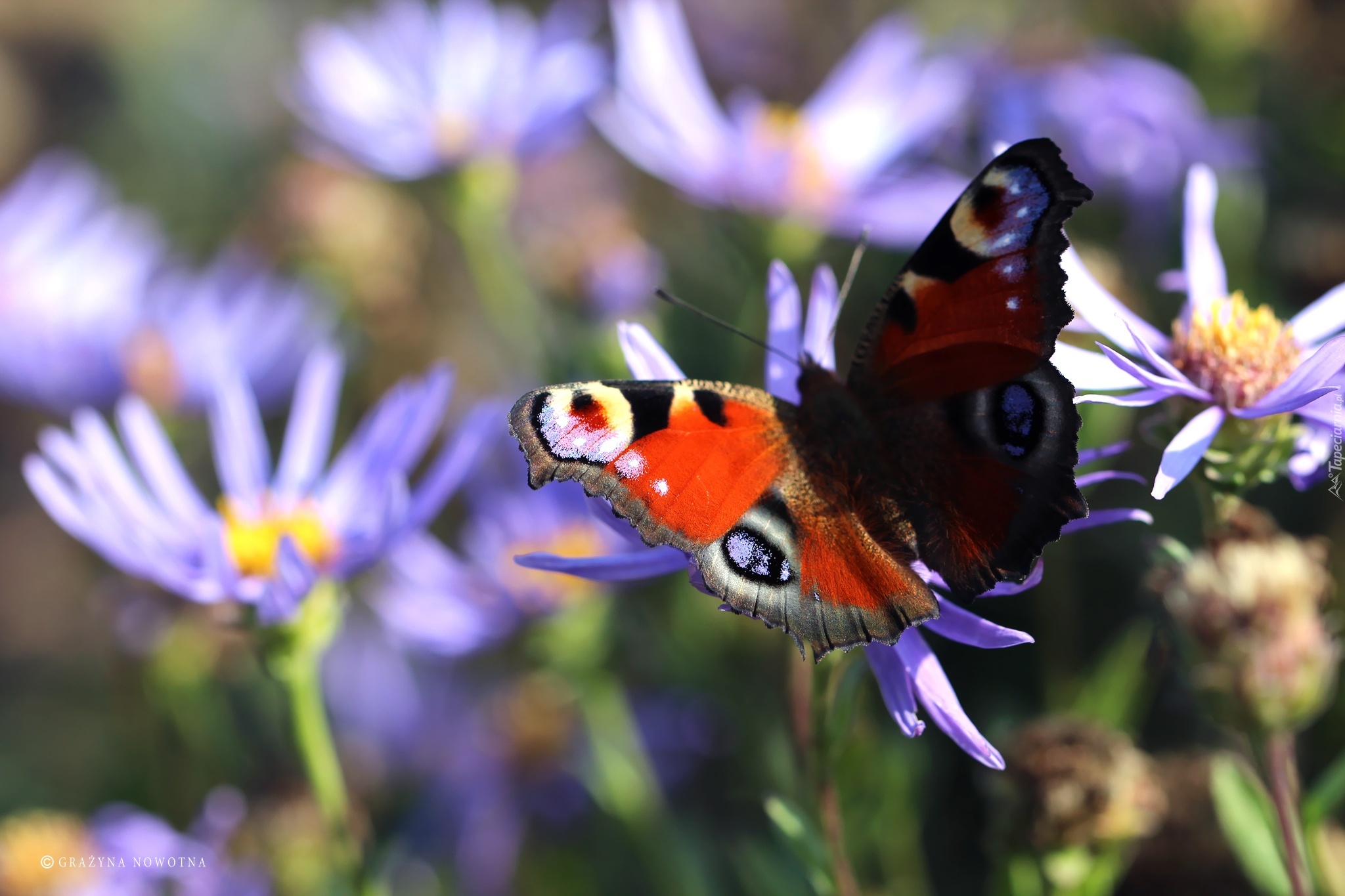 Pawik Rusałka, Motyl