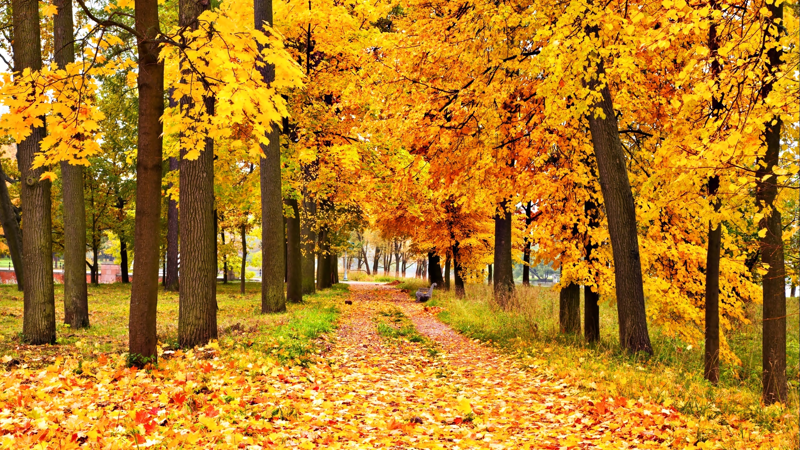 Jesień, Park, Alejka, Drzewa, Liście