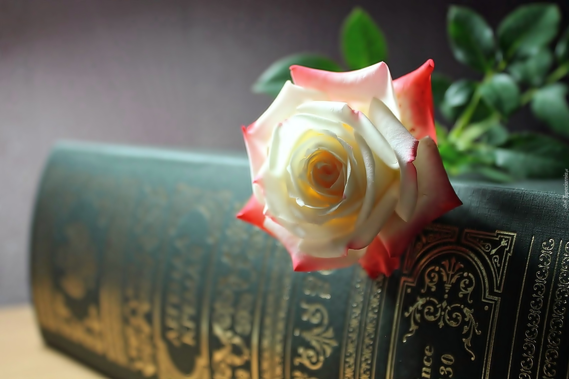 Biało, Różowa, Róża, Książka