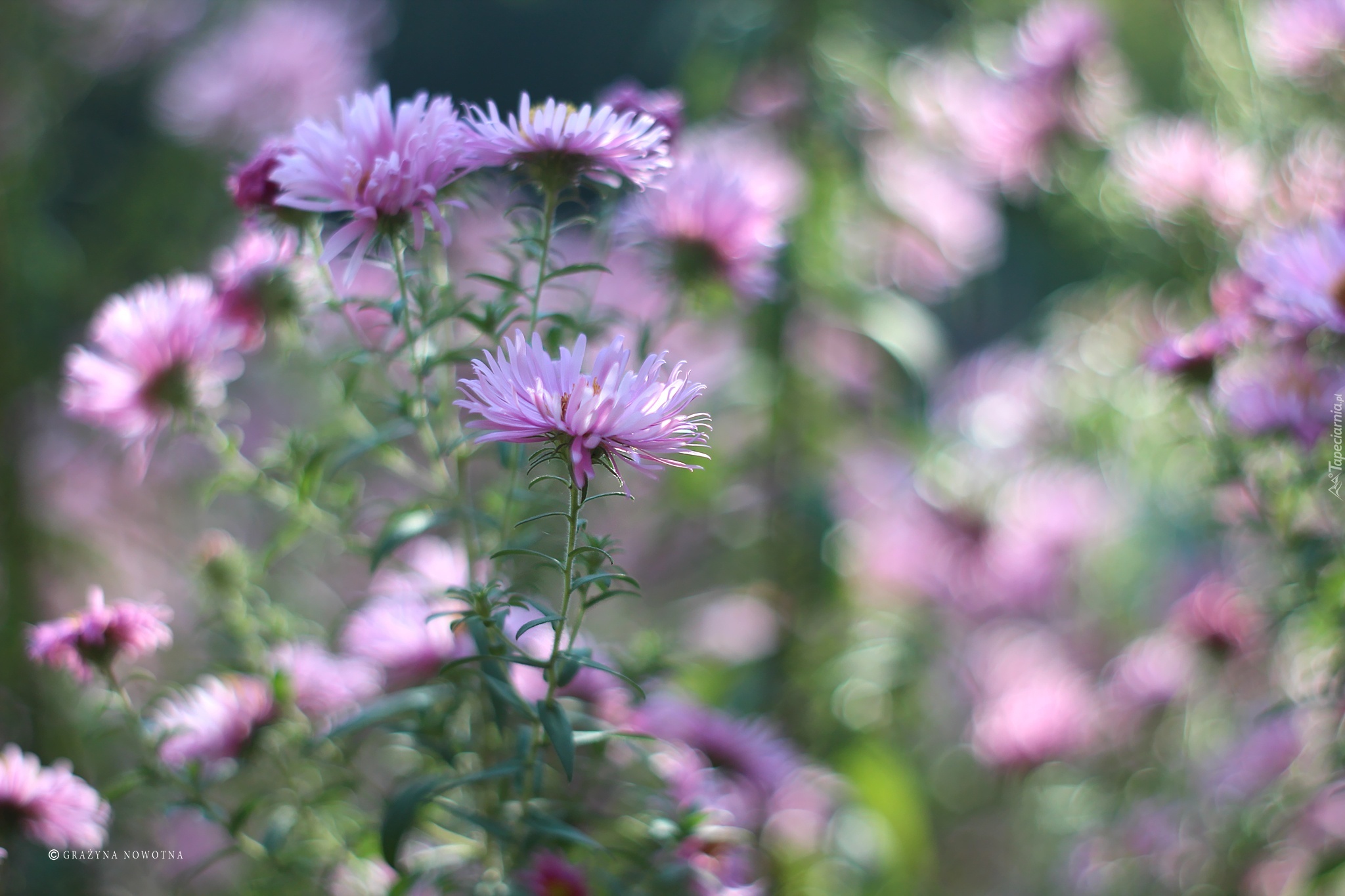 Jesienne, Kwiaty,  Aster marcinek