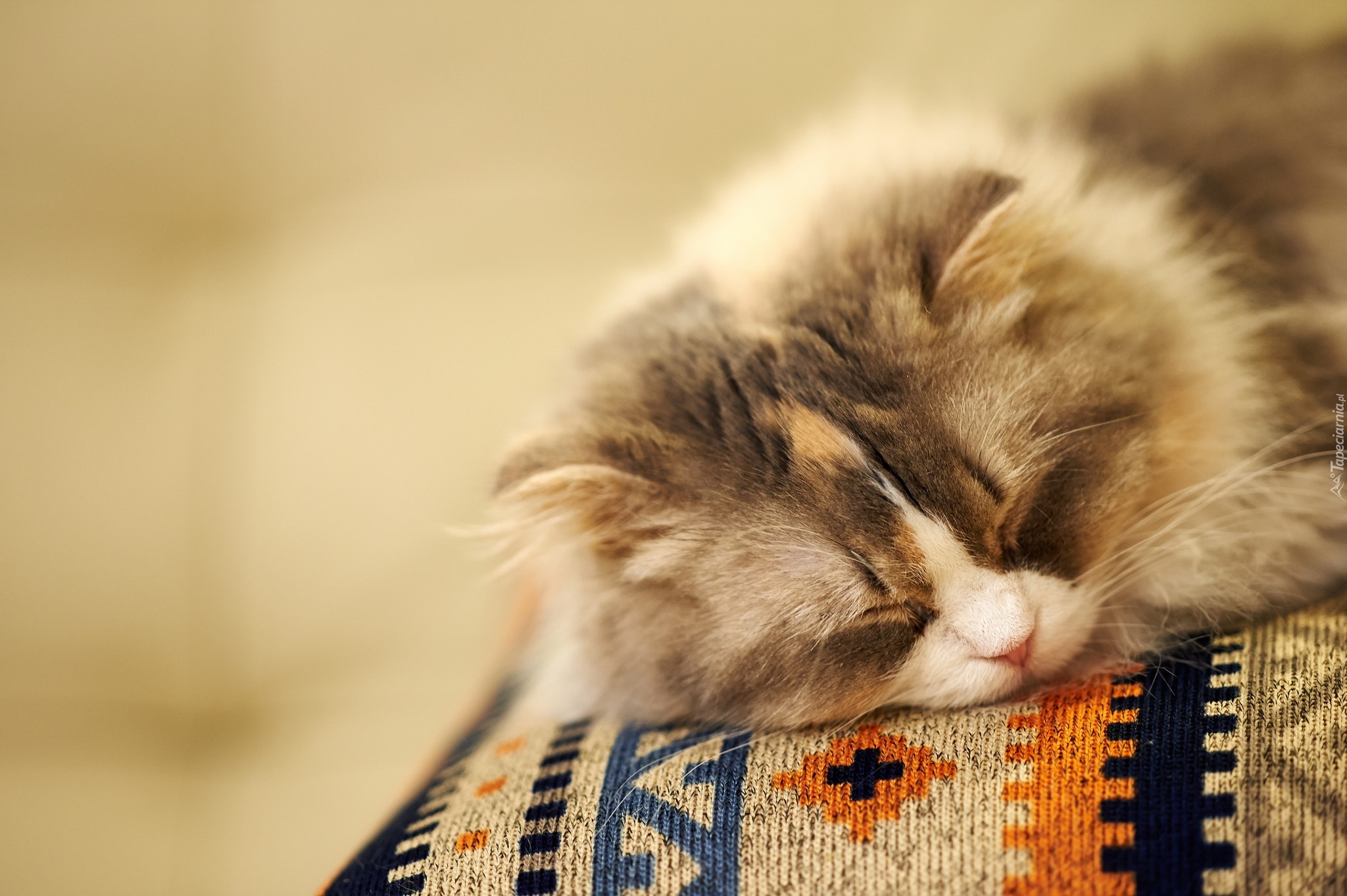 Пушистый спящий котенок. Спящие котята. Сонный кот. Спящий пушистый кот.