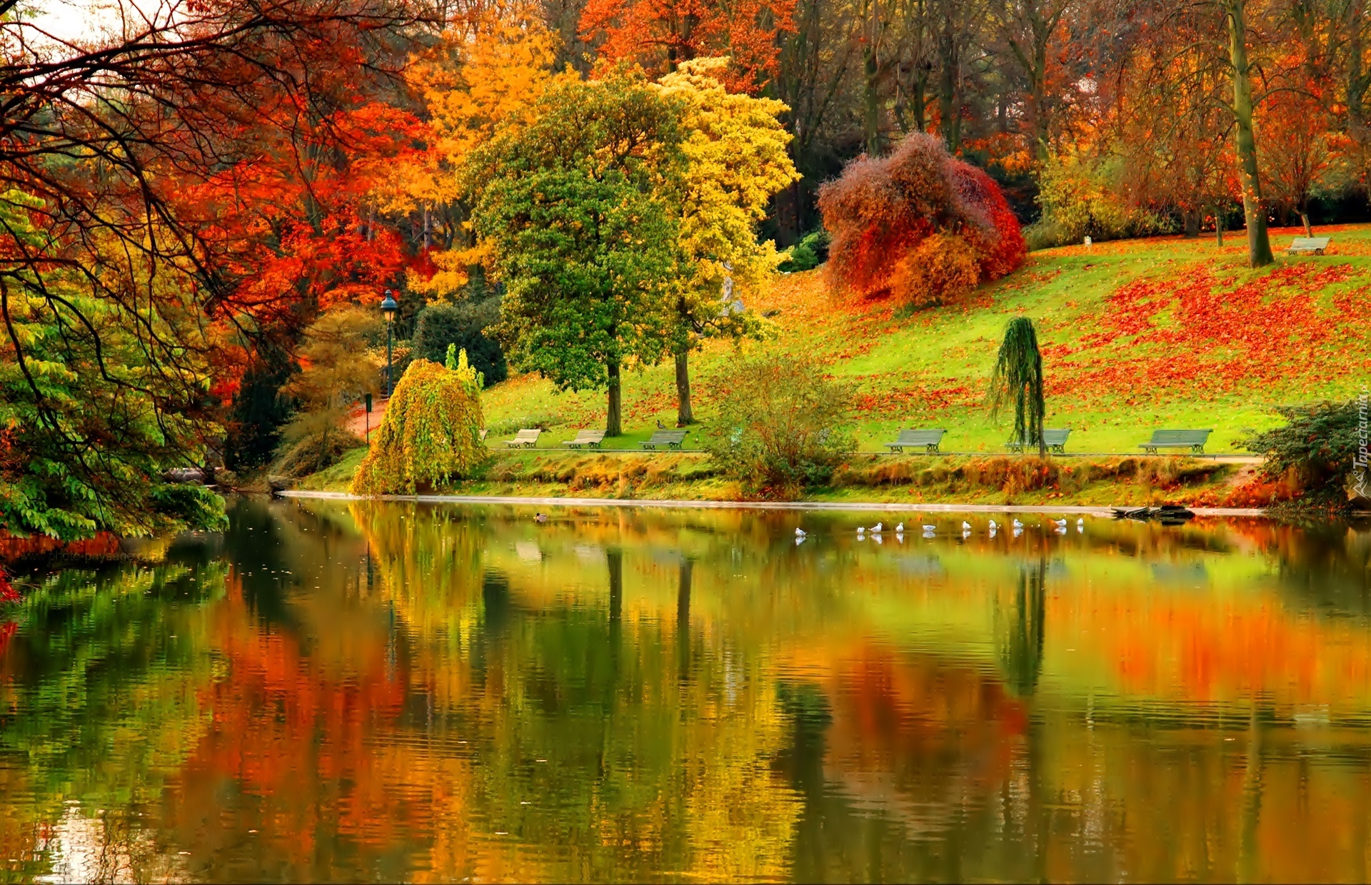 Park, Jesień, Staw