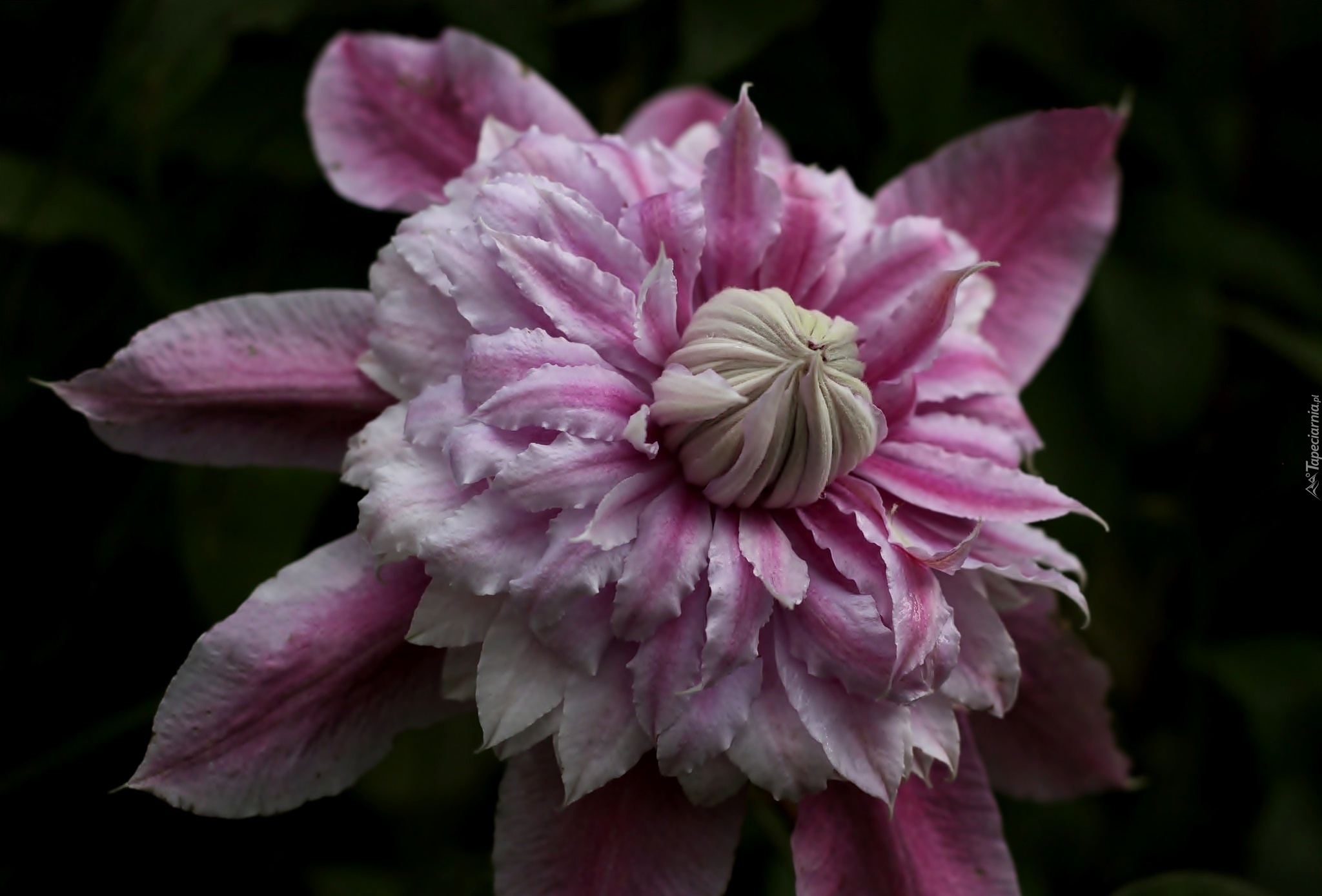 Różowy, Clematis