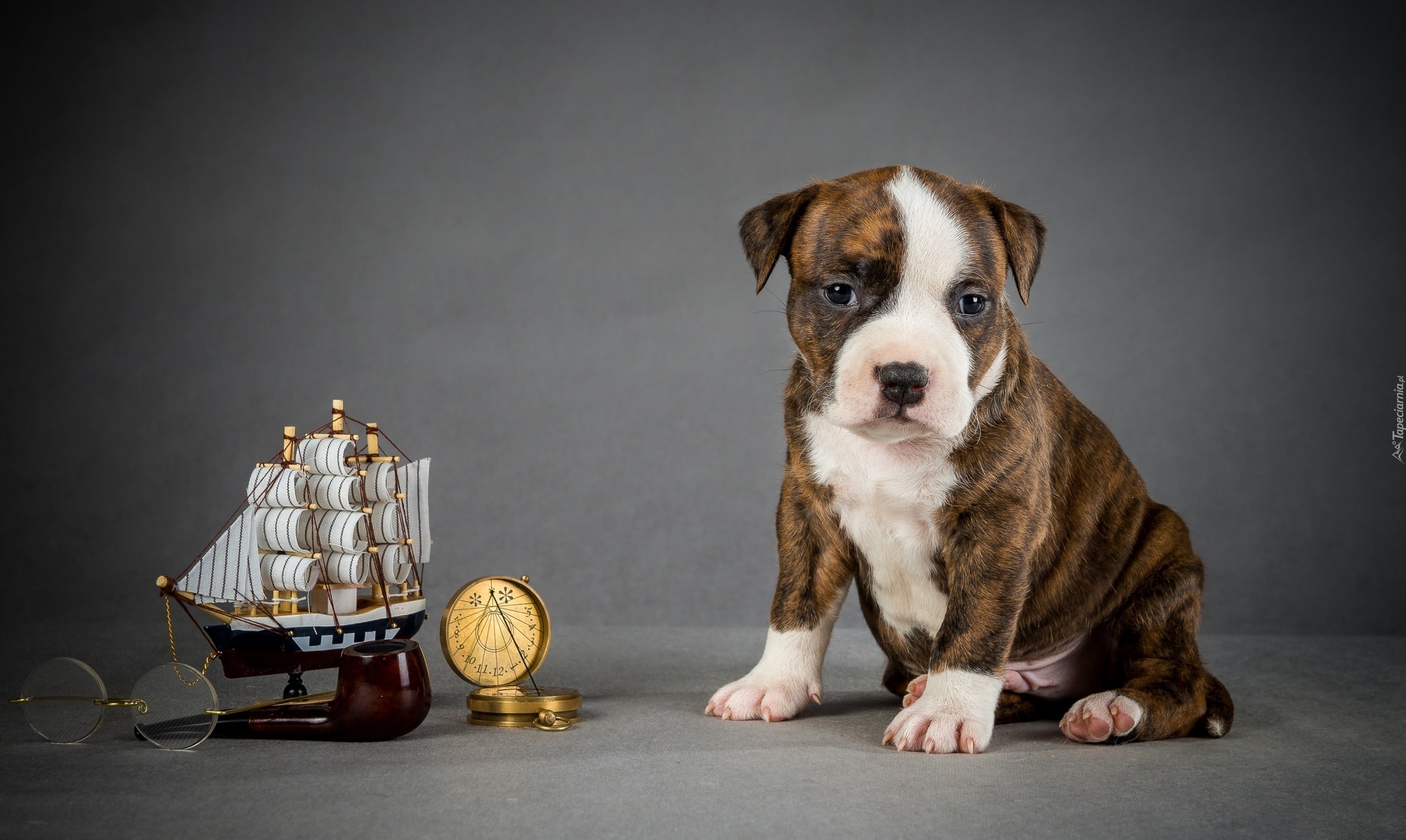 Pies, Szczeniak, Amstaff