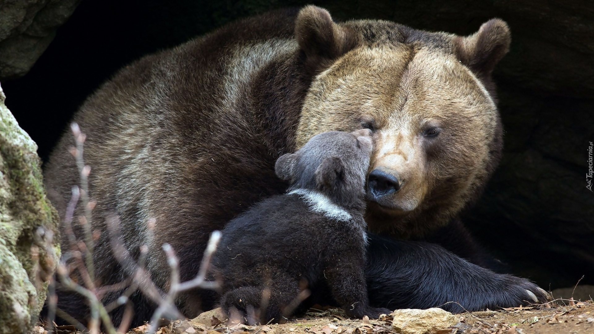 Niedźwiedzica, Mały, Niedźwiadek, Brunatny
