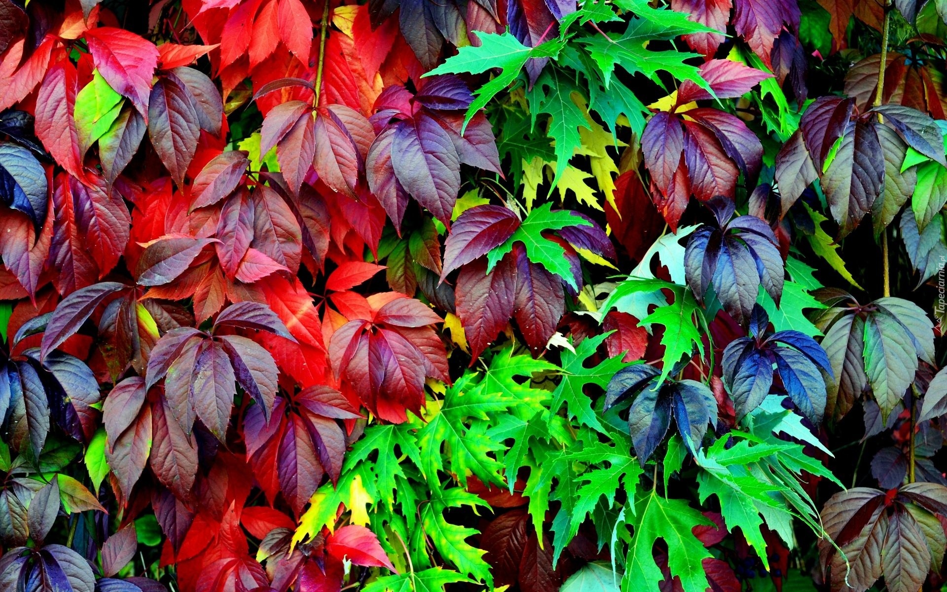 Kolorowe liście, Dzikie wino