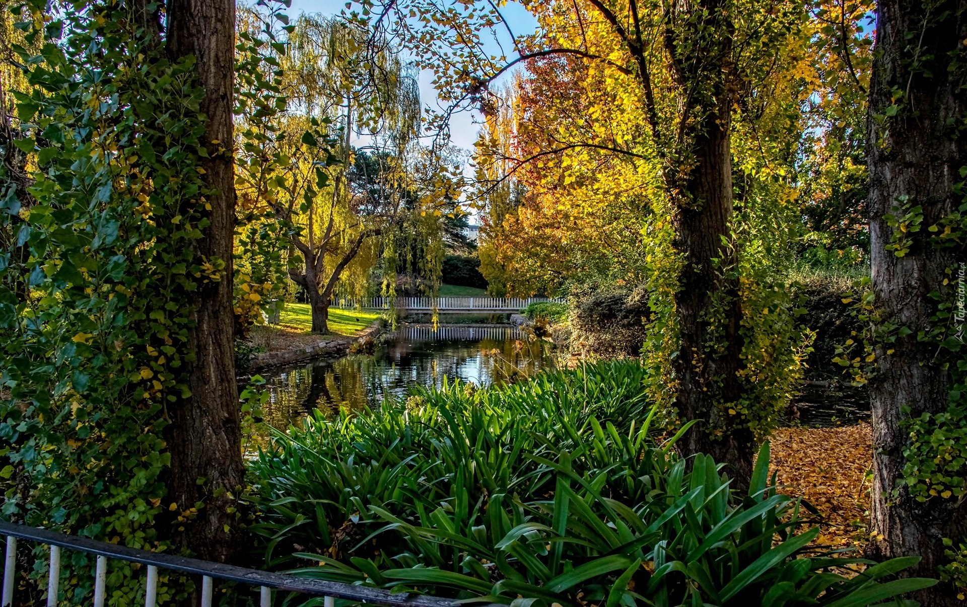 Park, Rzeczka, Mostek, Jesień