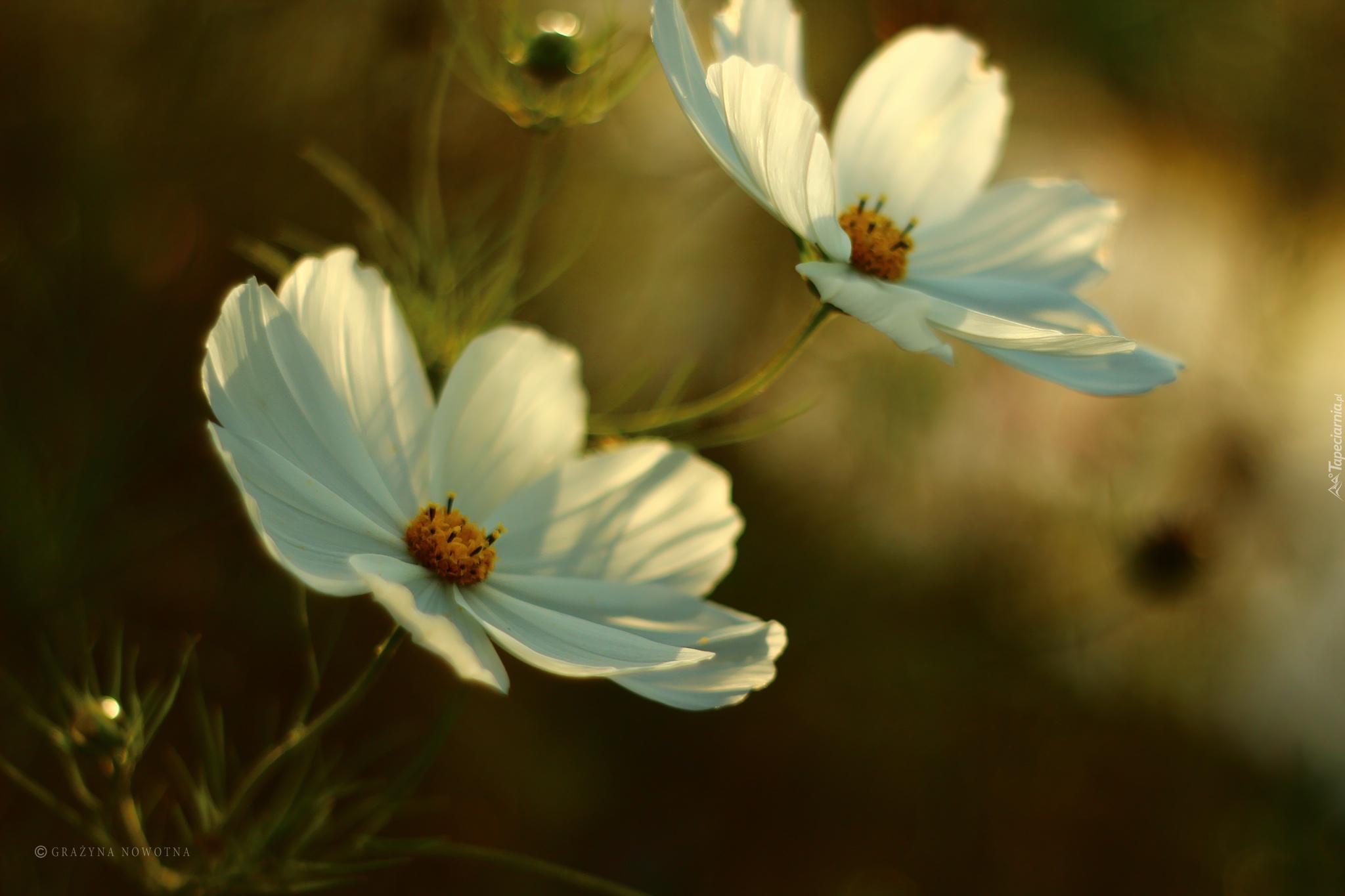Kosmea, Białe, Kwiaty