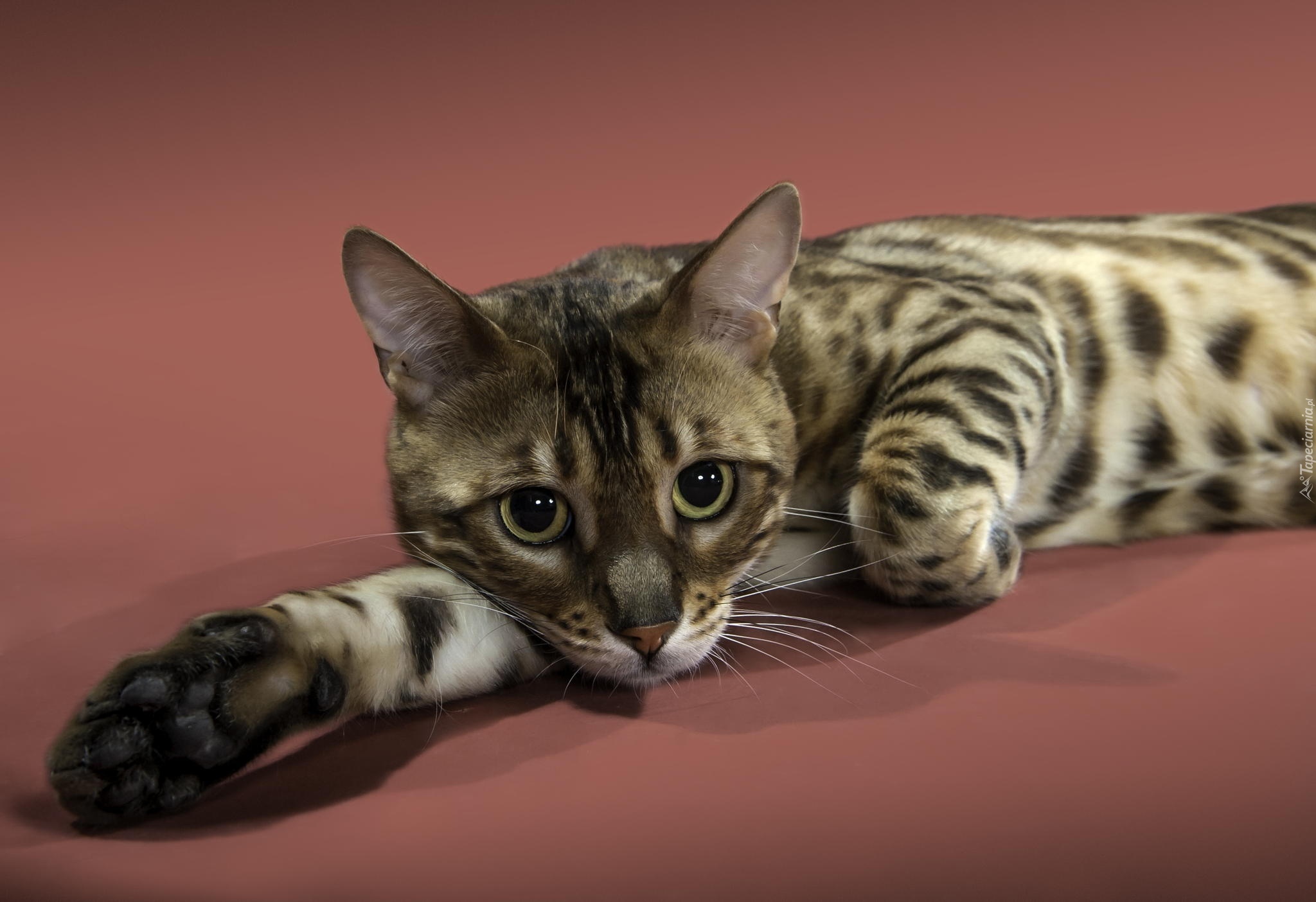 Kot Ocicat