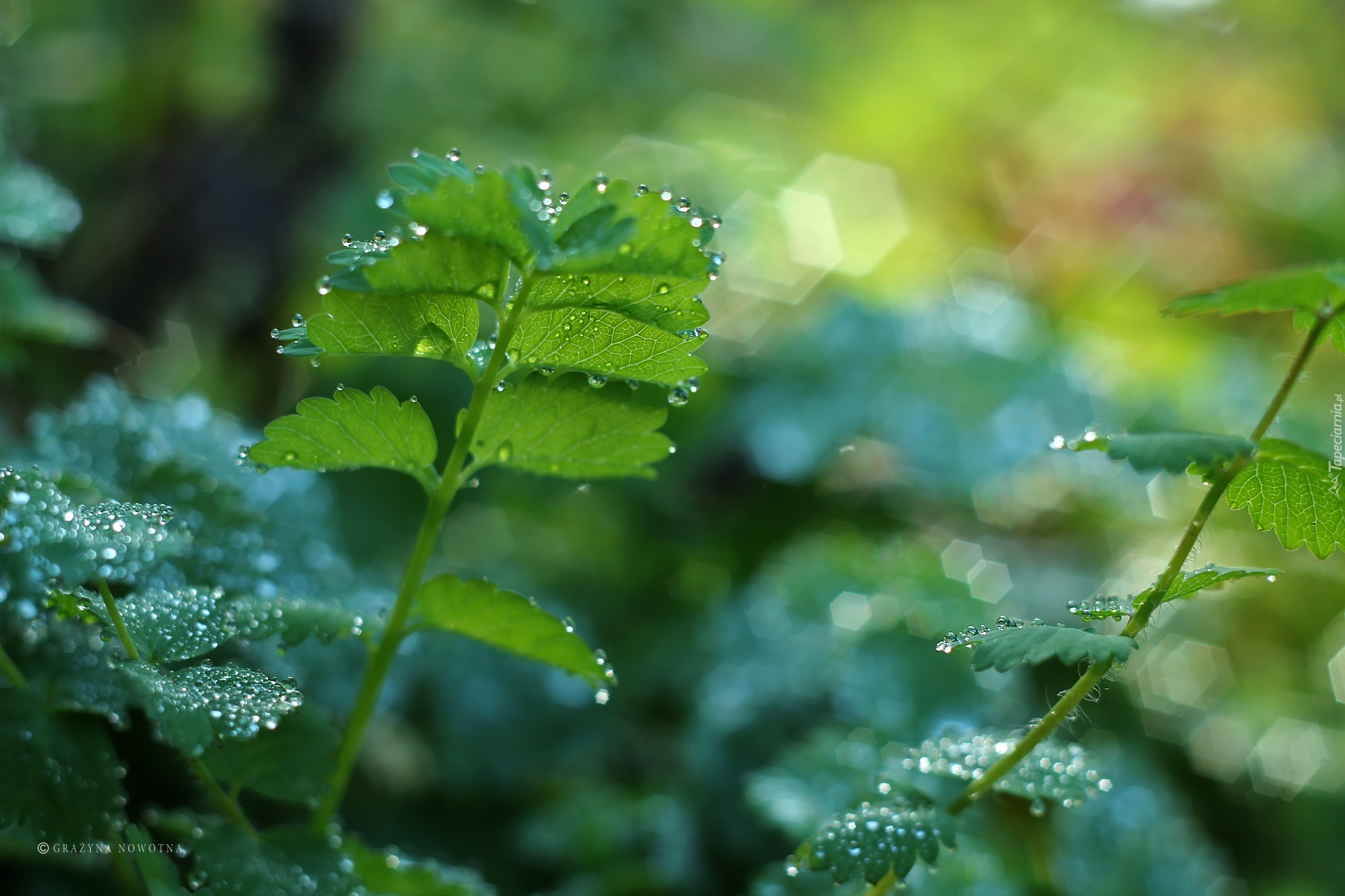 Liście, Zielone, Krople, Bokeh