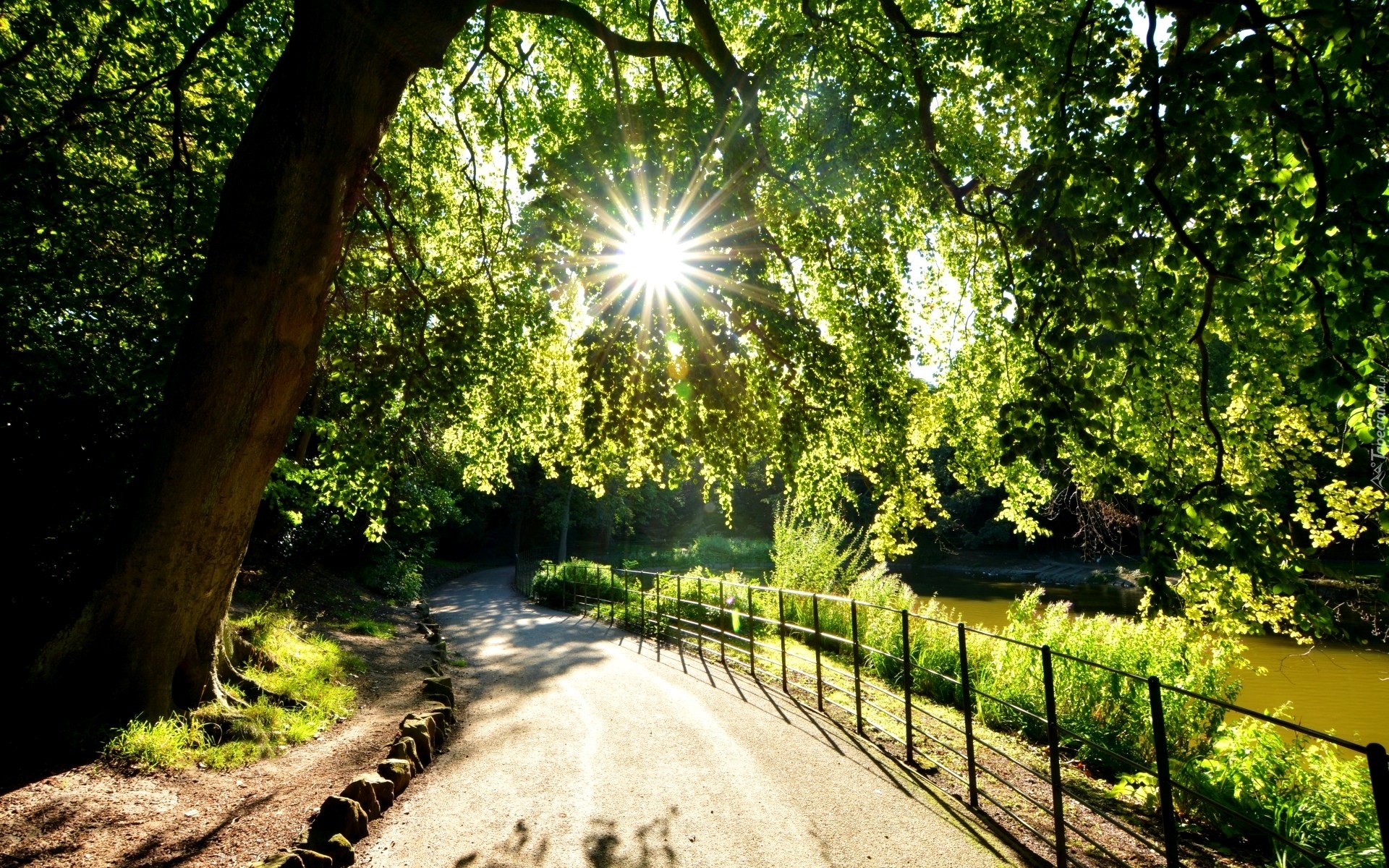 Park, Aleja, Promienie słońca, Wirral Birkenhead Merseyside, Anglia