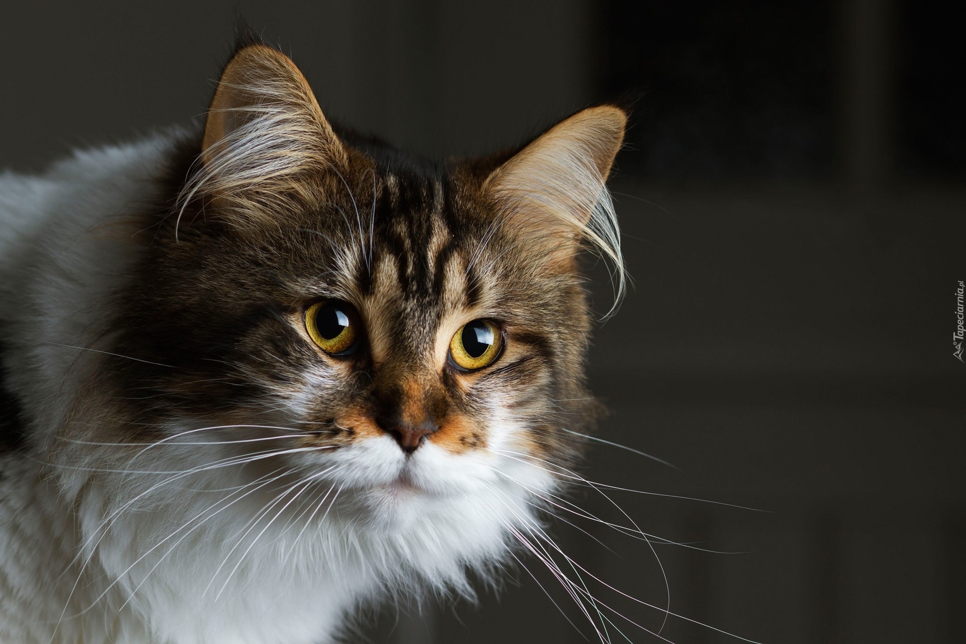 Kot, Piękny, Maine coon