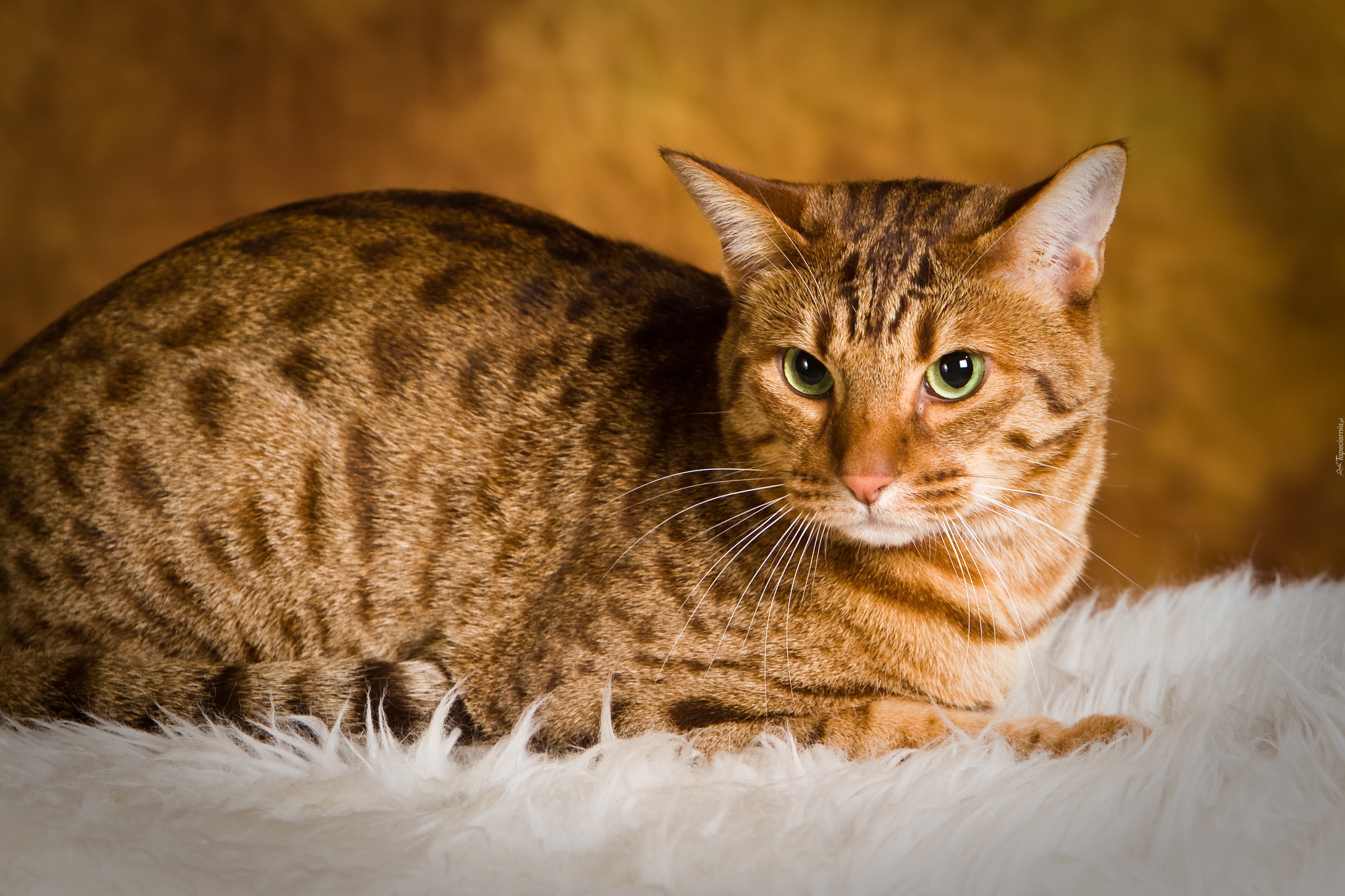 Kot Ocicat