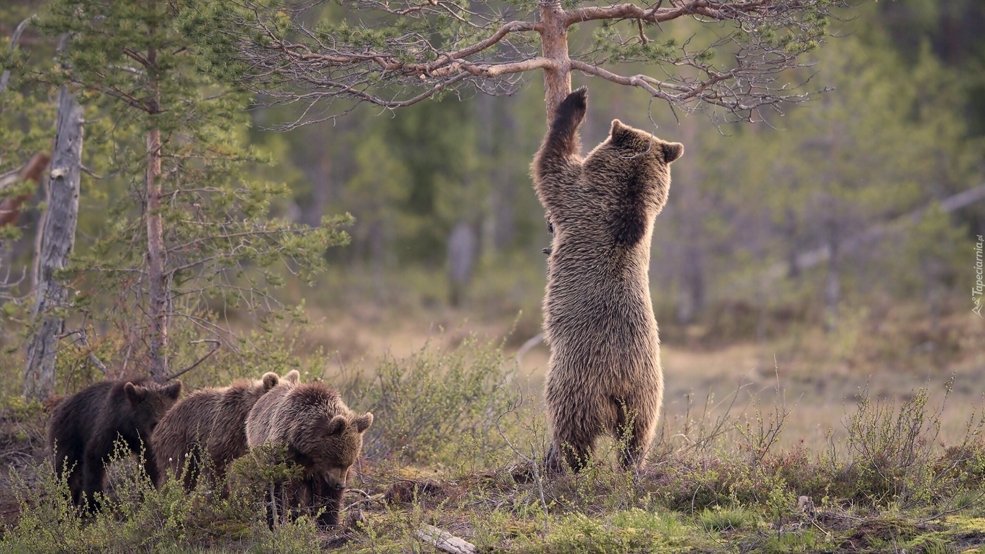 Niedźwiedzie, Brunatne, Drzewo