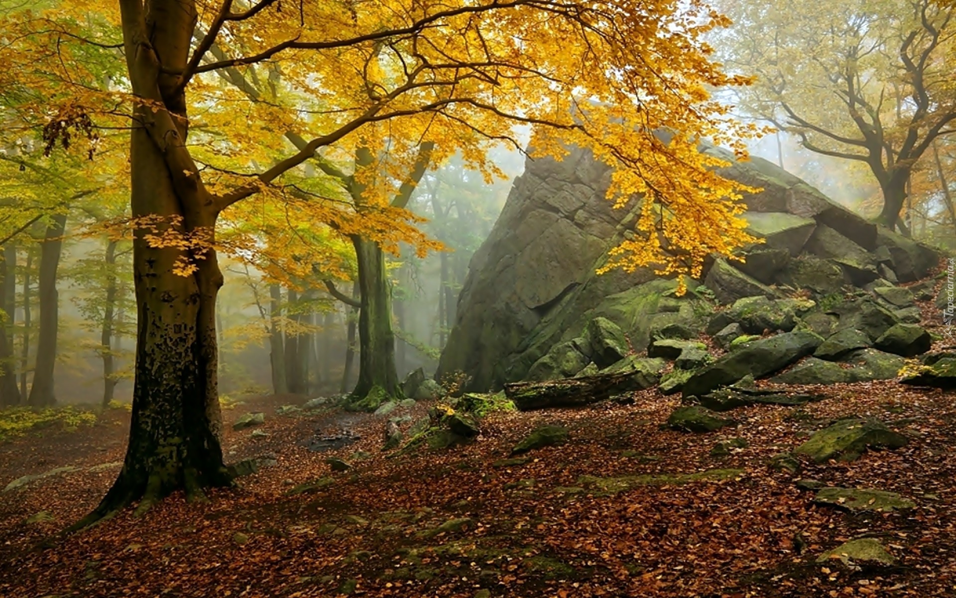 Las, Skała, Mgła, Jesień, Opadłe, Liście