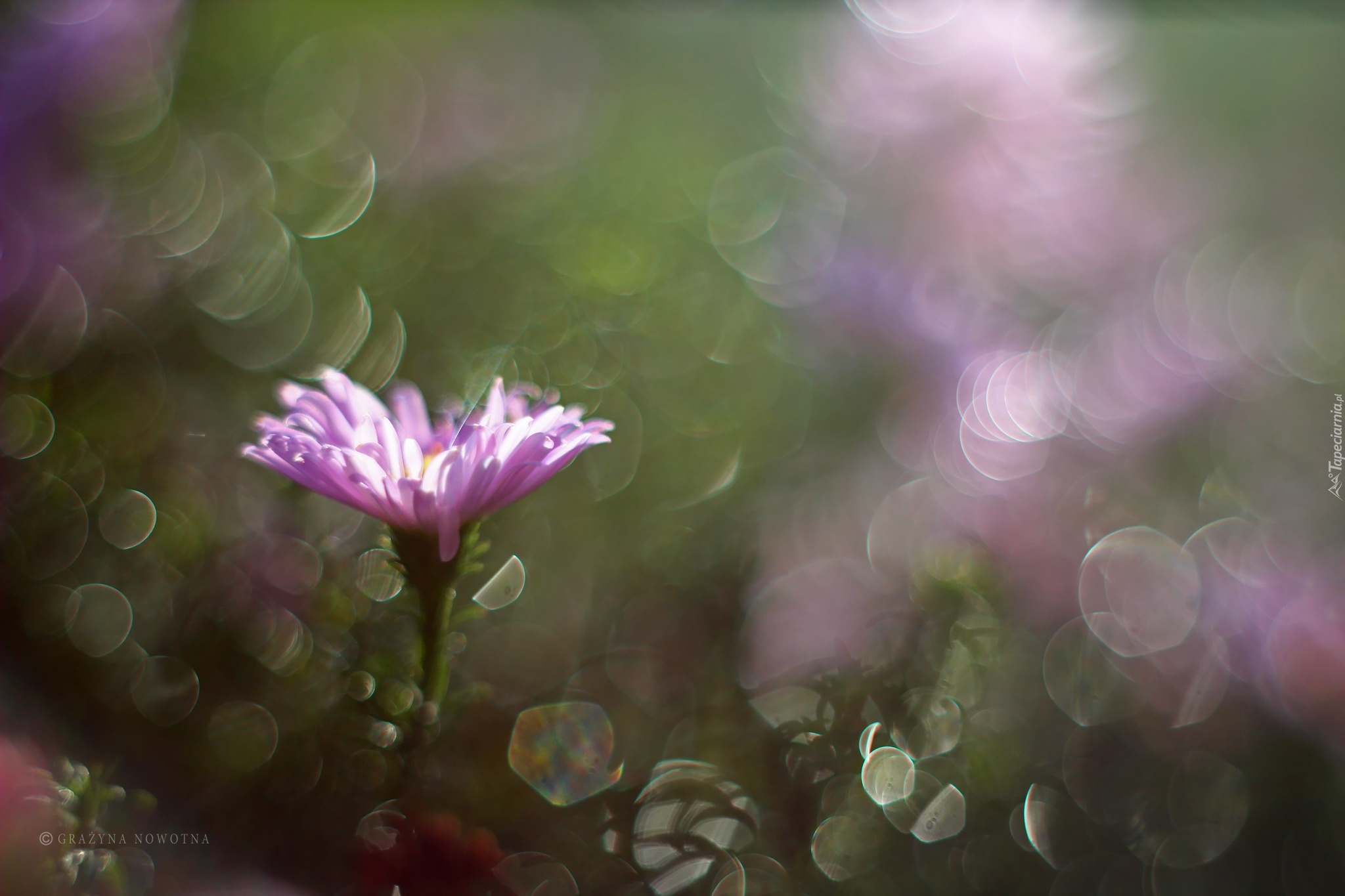 Aster, Fioletowy, Bokeh