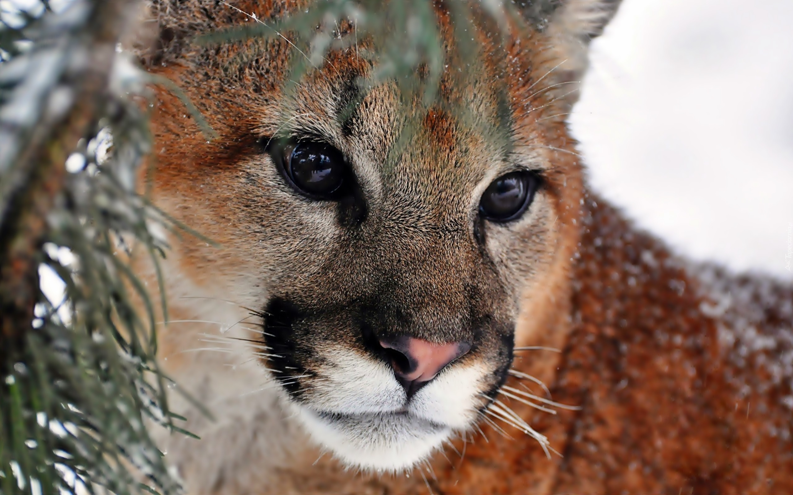 Puma, Zbliżenie