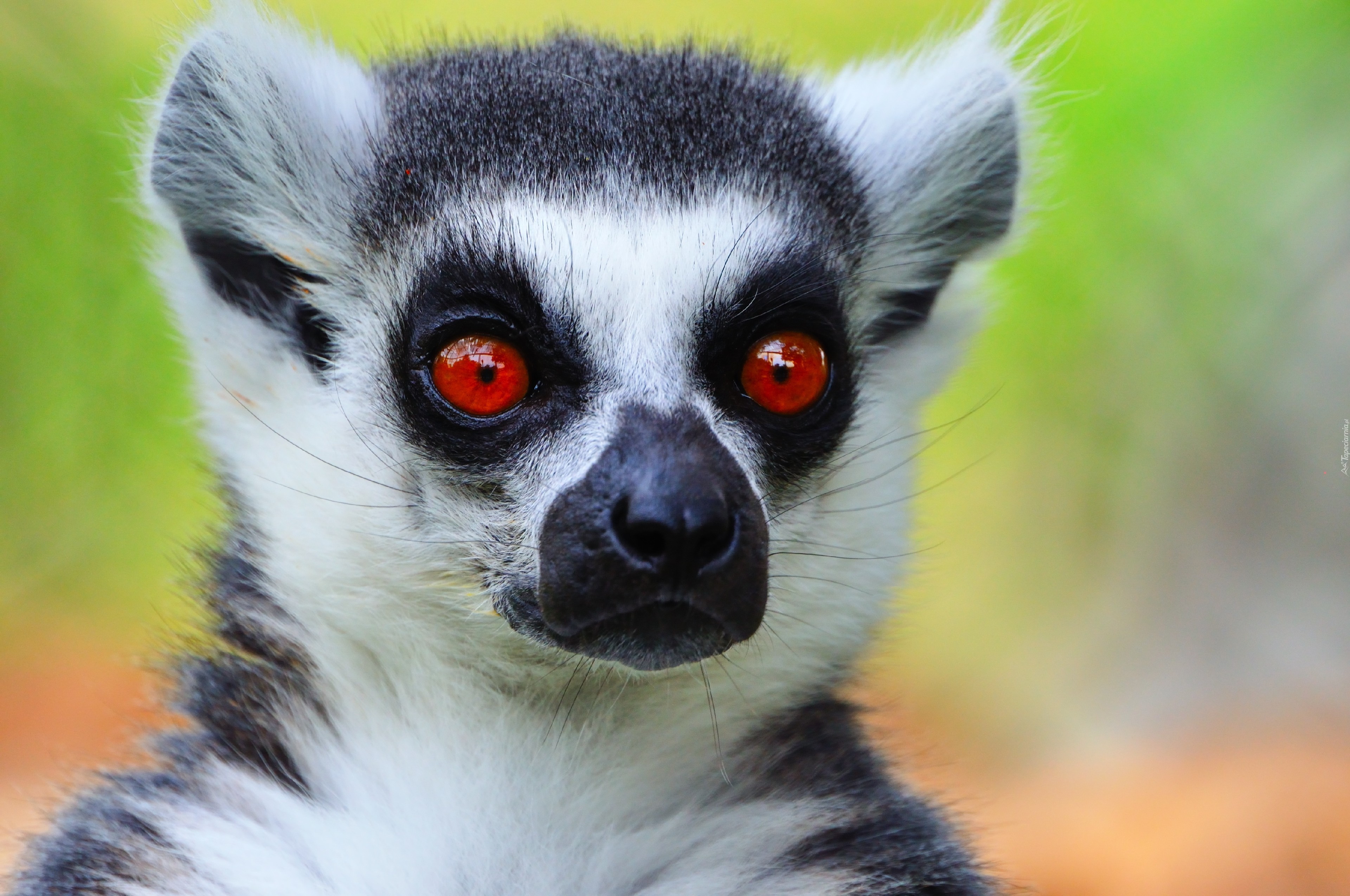 lemur