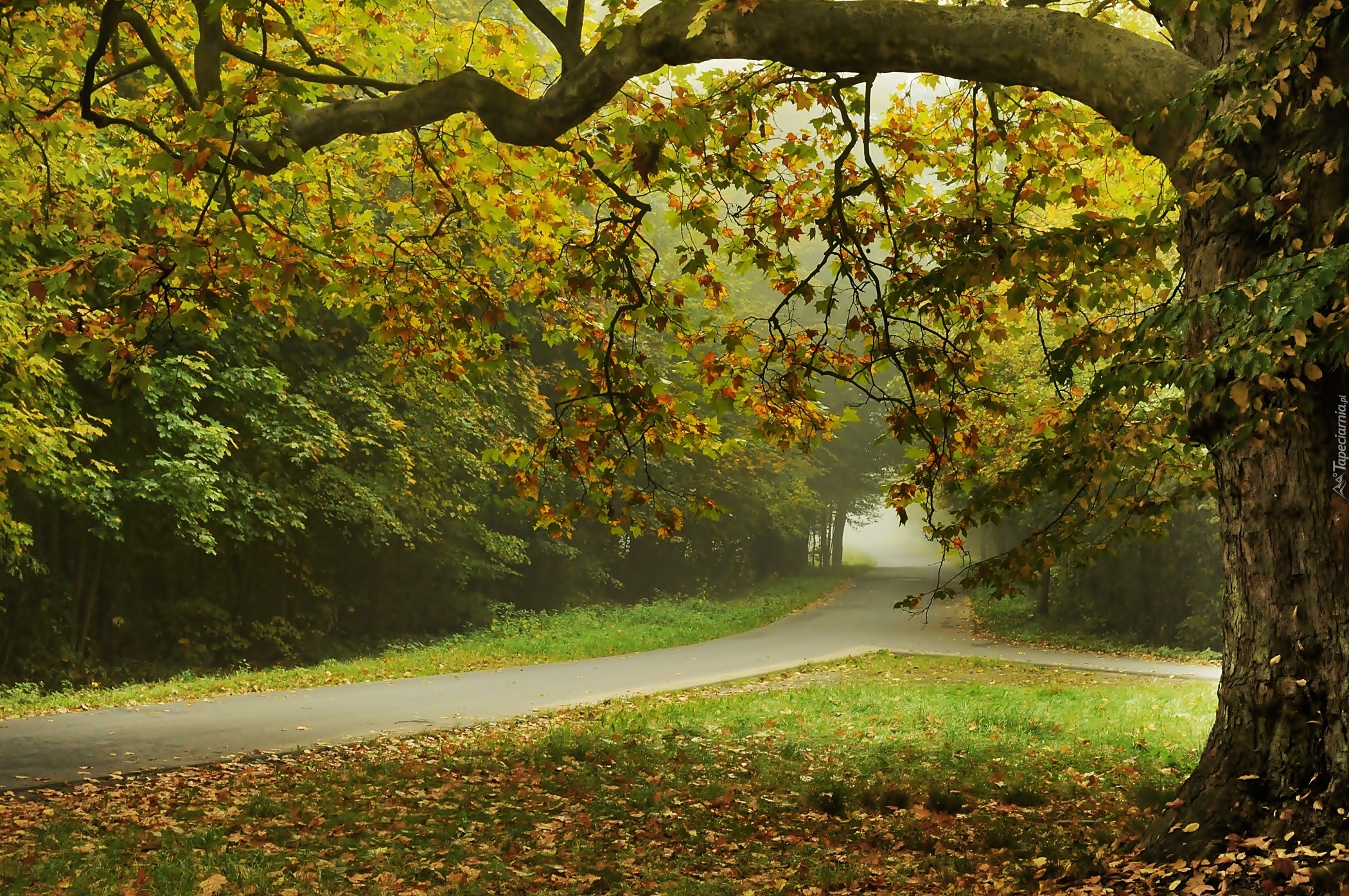 Jesień, Park, Mgła, Drogi, Drzewa