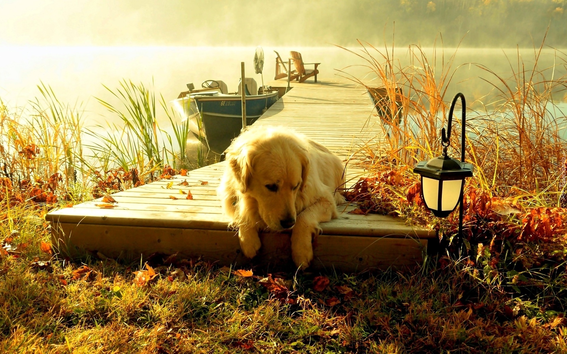 Pies, Golden retriever, Pomost, Jezioro, Mgła