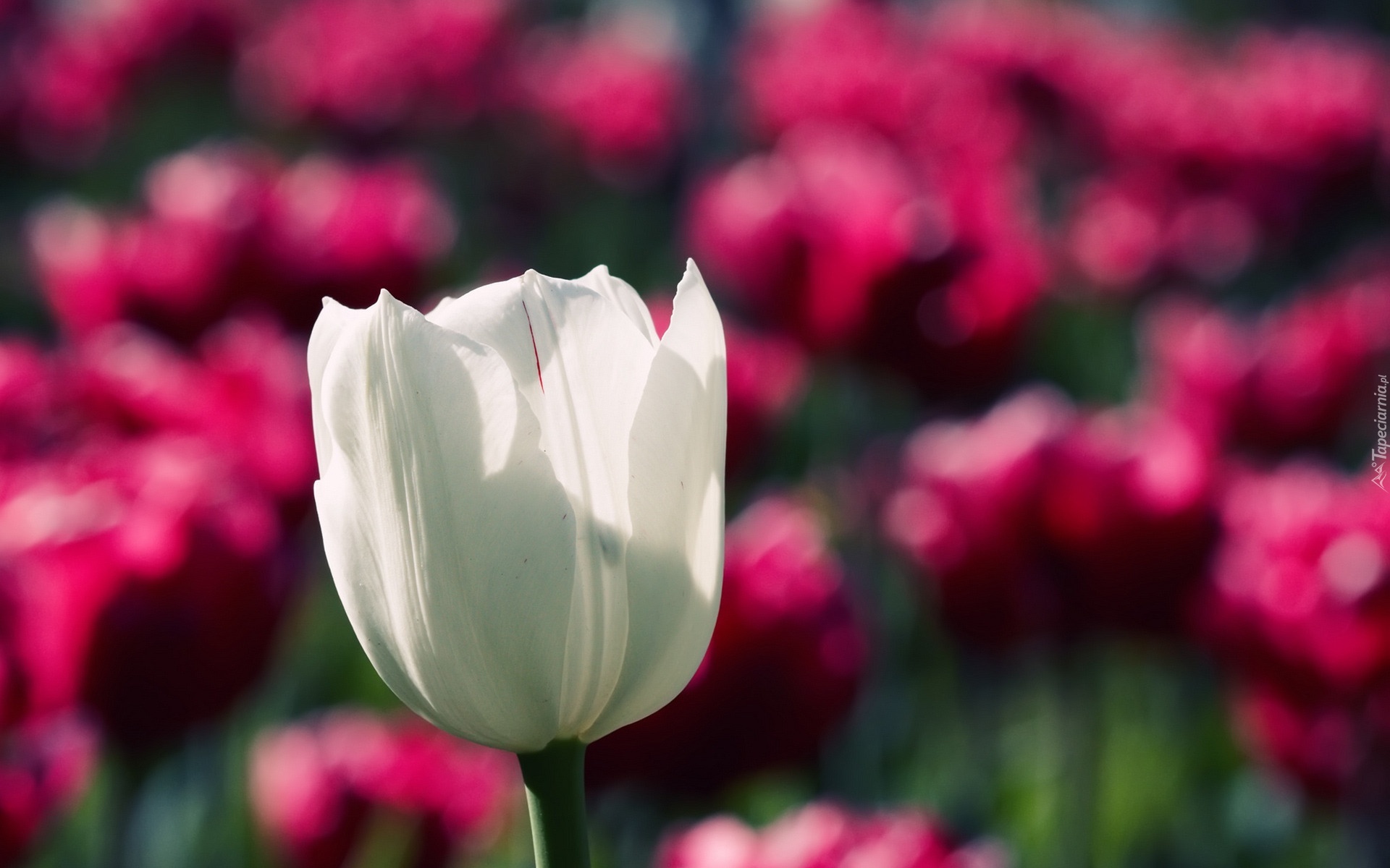 Biały, Tulipan, Rozmycie