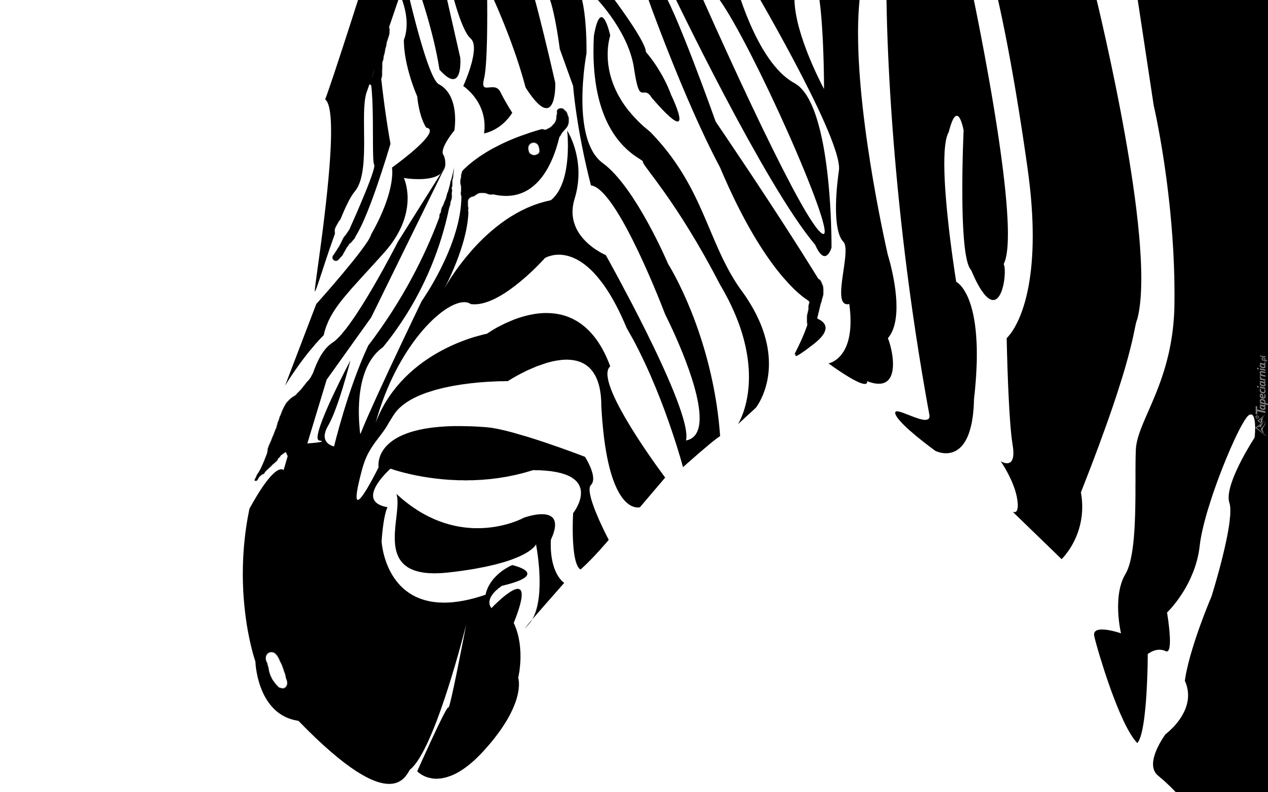 Zebra, 2D