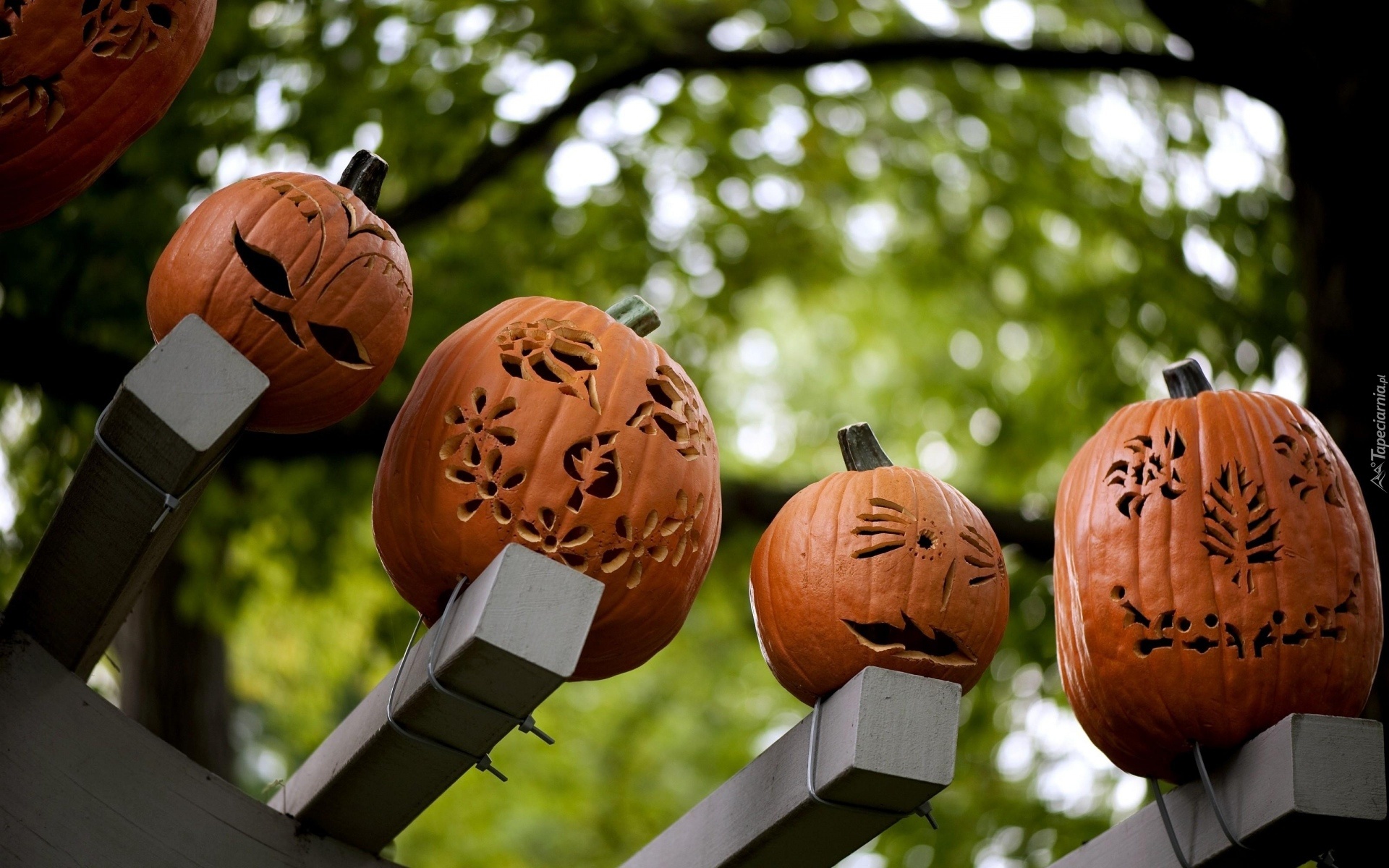 Halloween, Ławka, Dynie