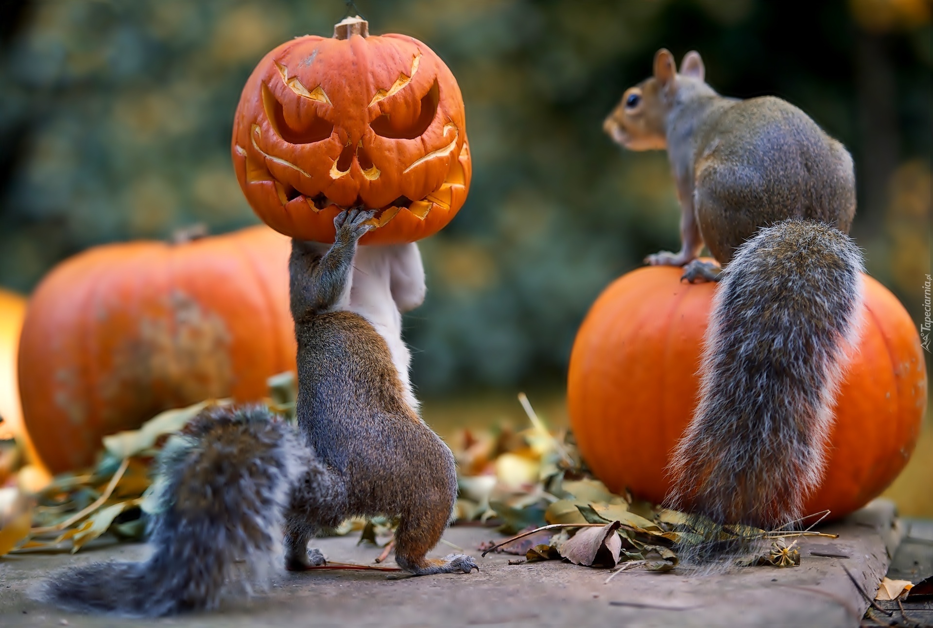 Halloween, Wiewiórki, Dynie