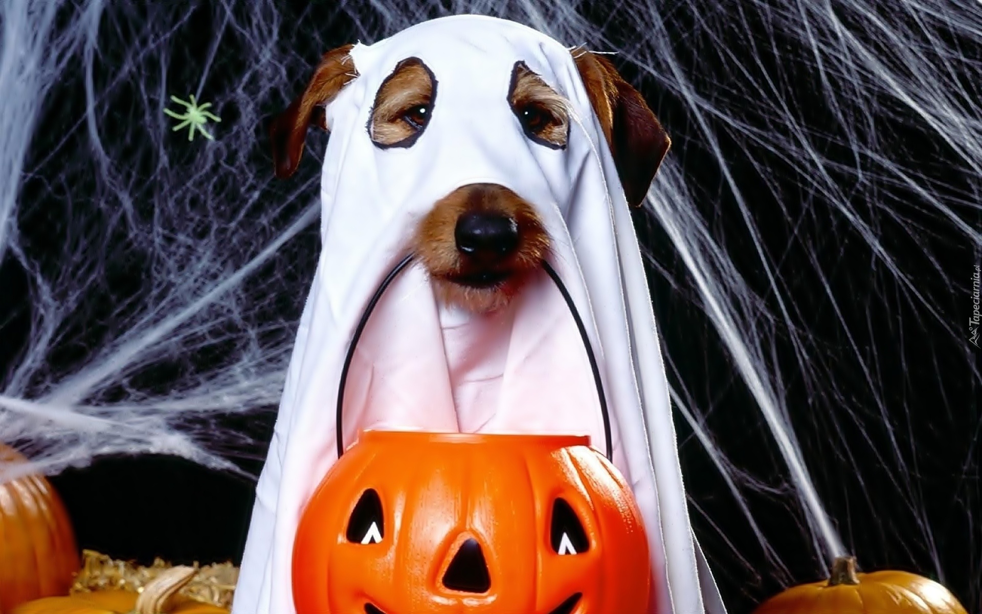 Halloween, Pies, Duch, Dynia, Pająk, Pajęczyna