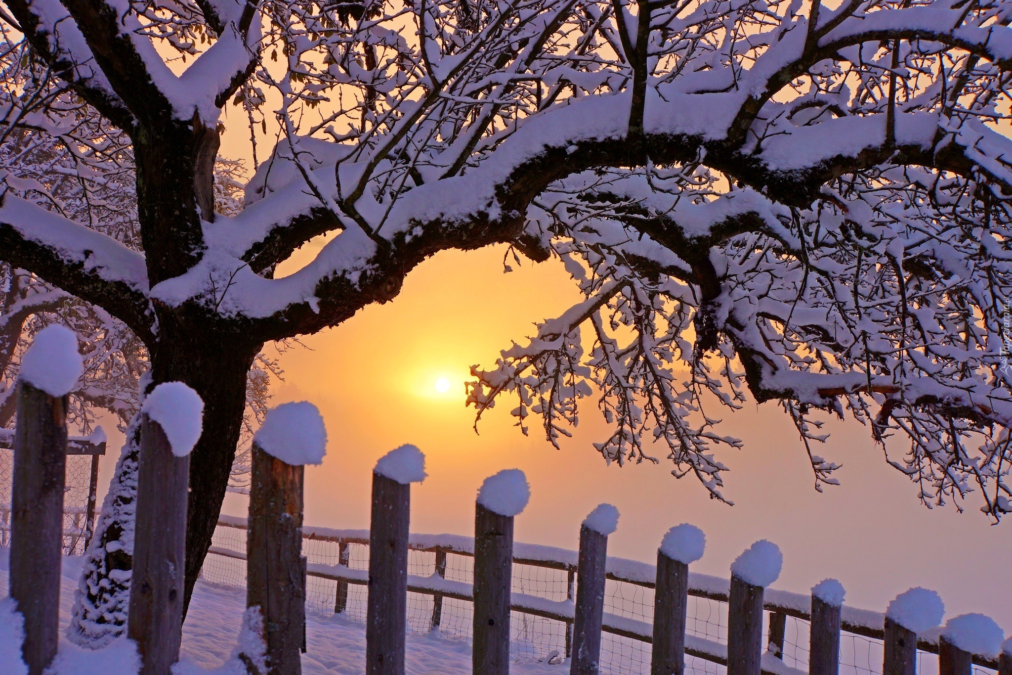 Śnieg, Drzewo, Zima, Wschód słońca