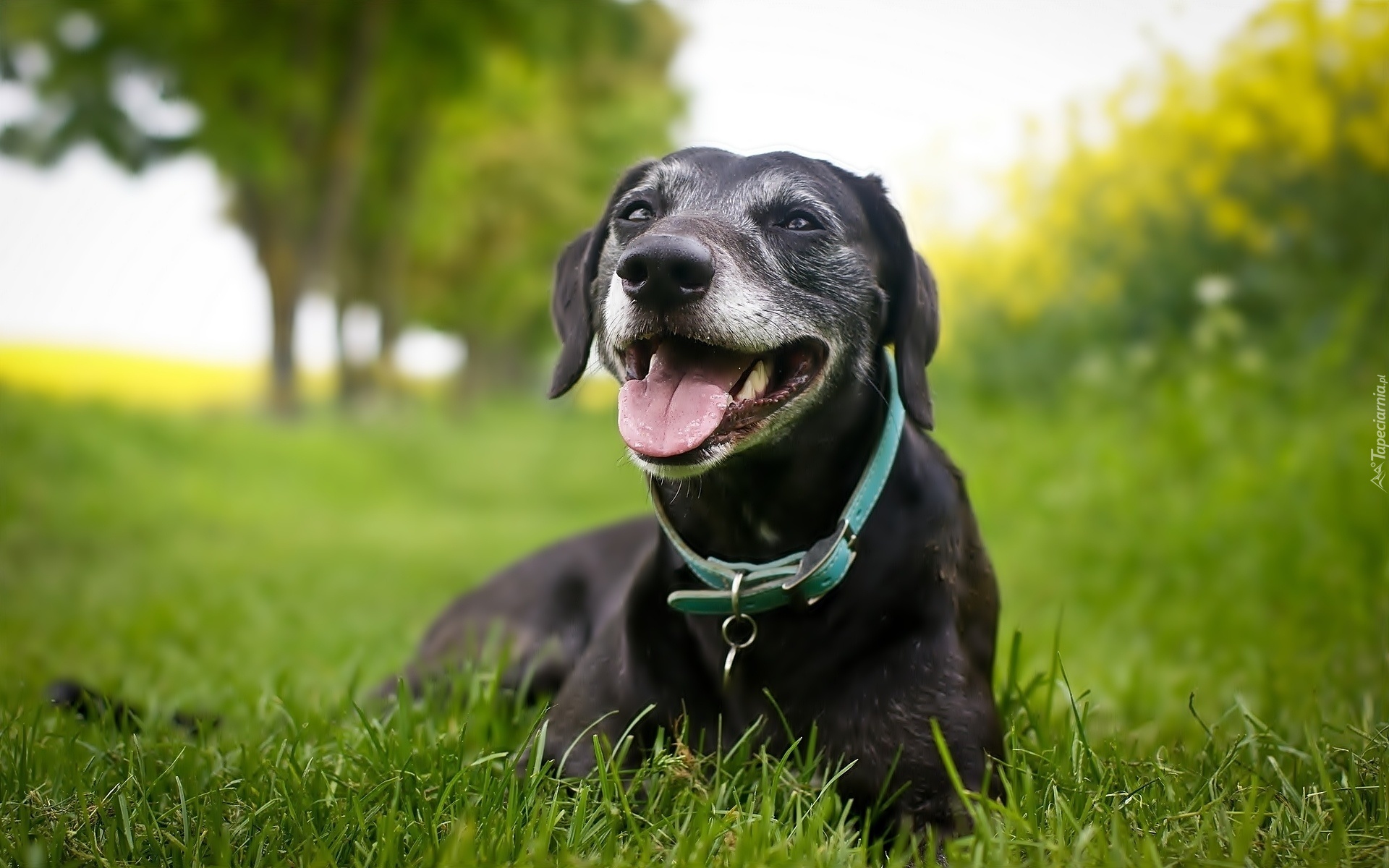 Czarny, Pies, Labrador, Retriever, Obroża, Trawa