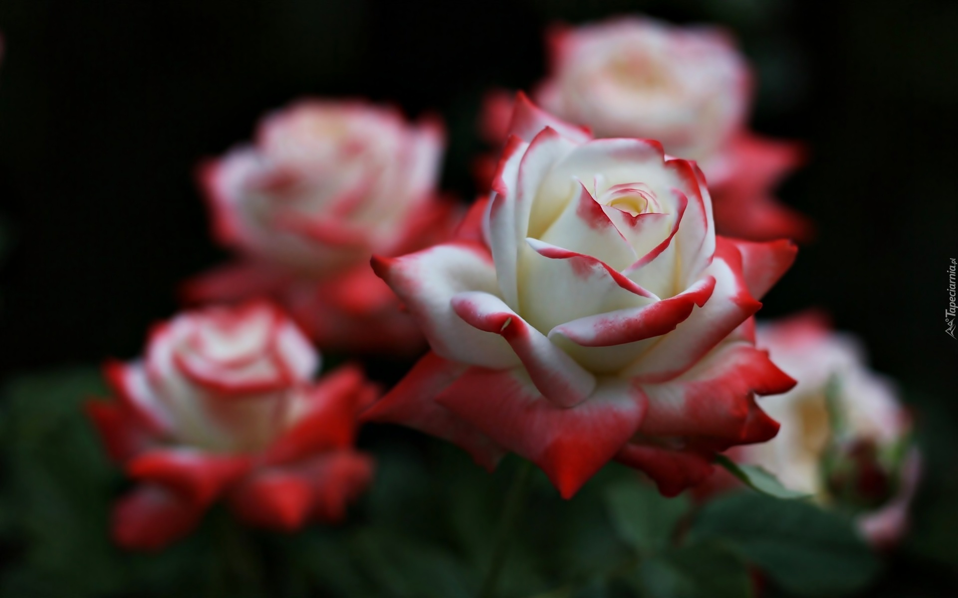 Biało czerwone, Róże