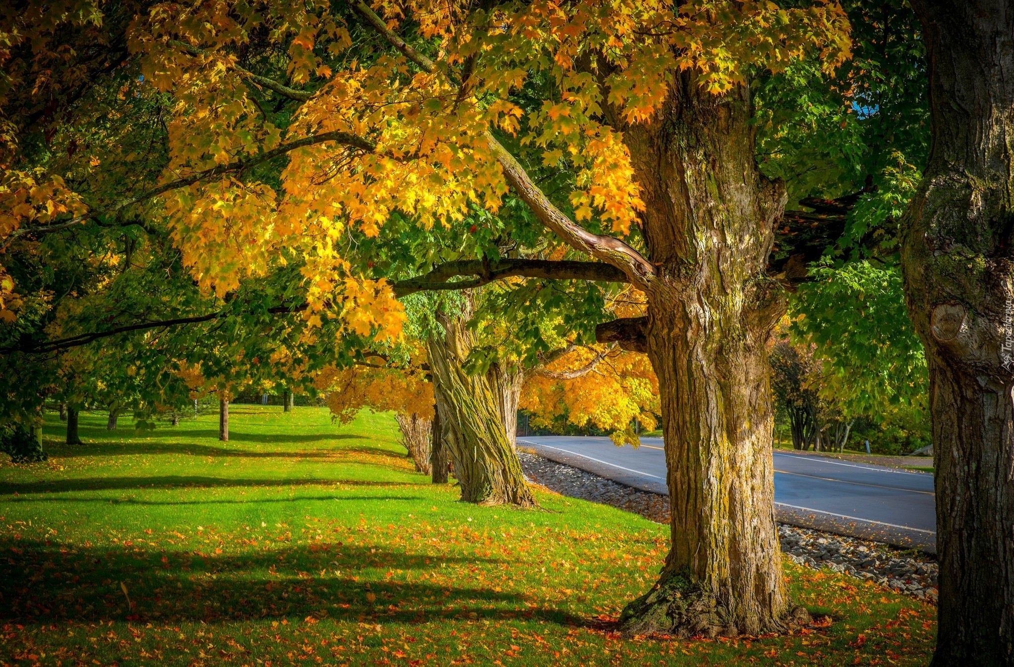 Droga, Park, Jesień