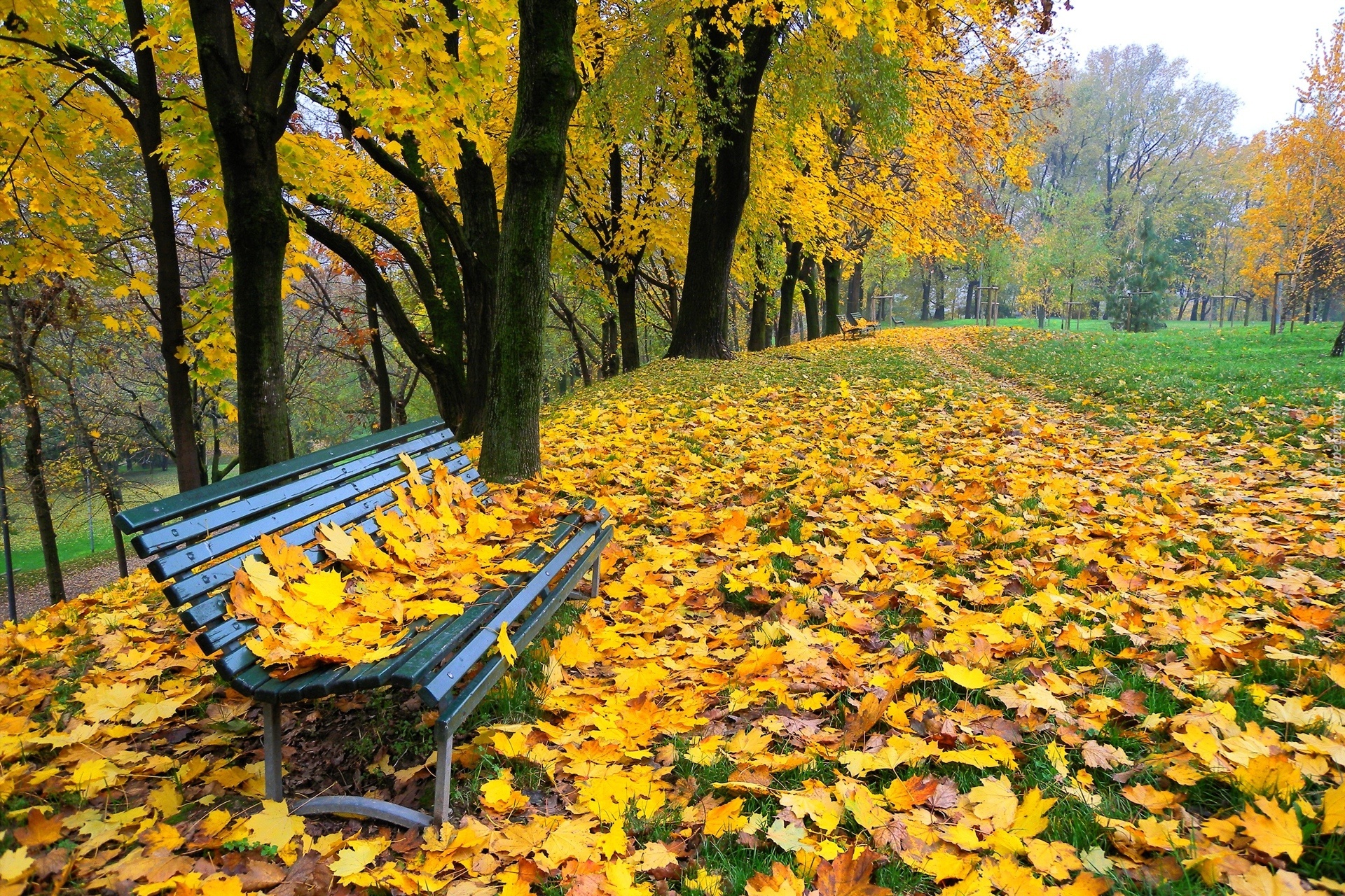 Park, Drzewa, Liście, Ławka