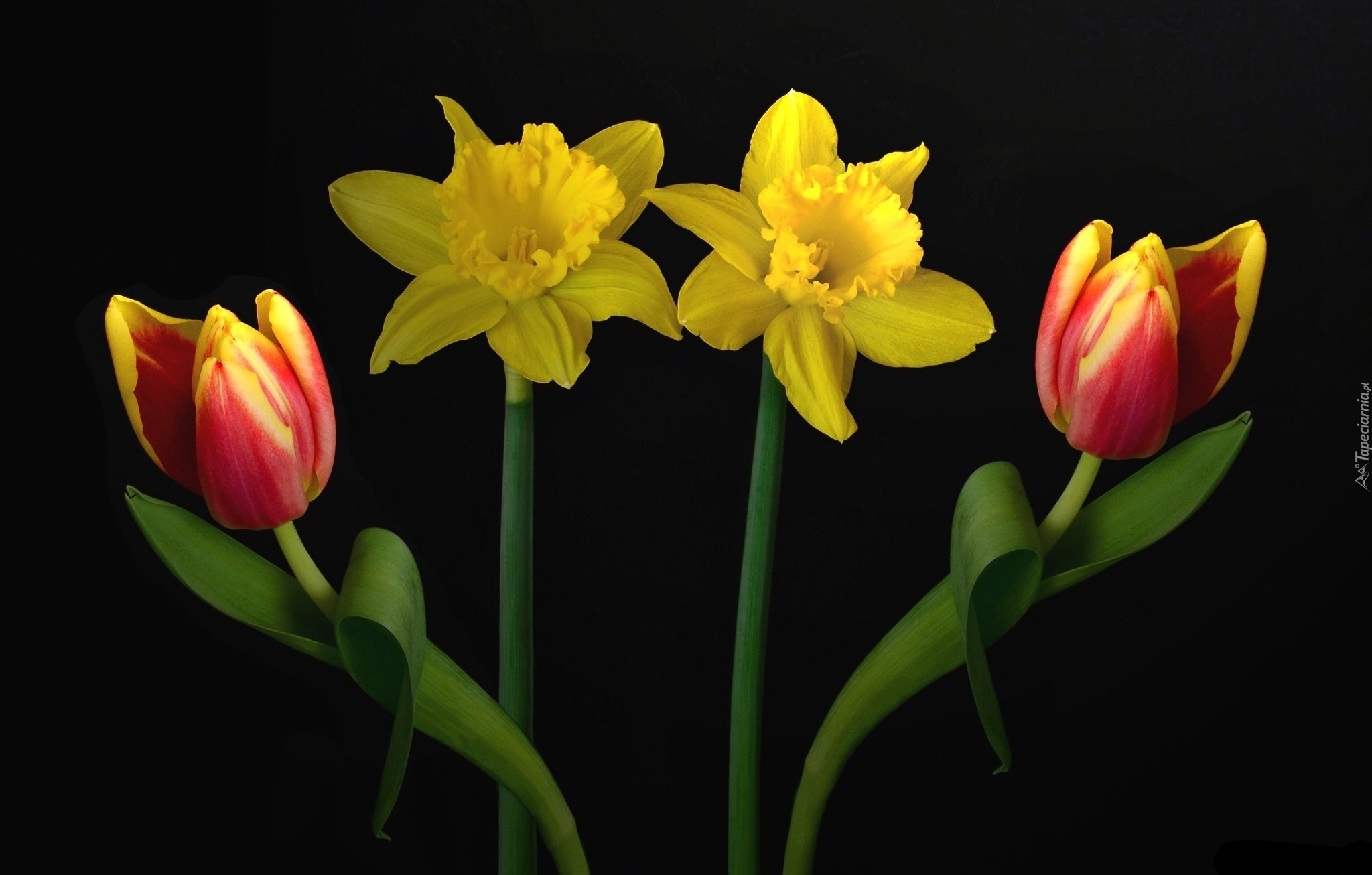 Tulipany, Żonkile