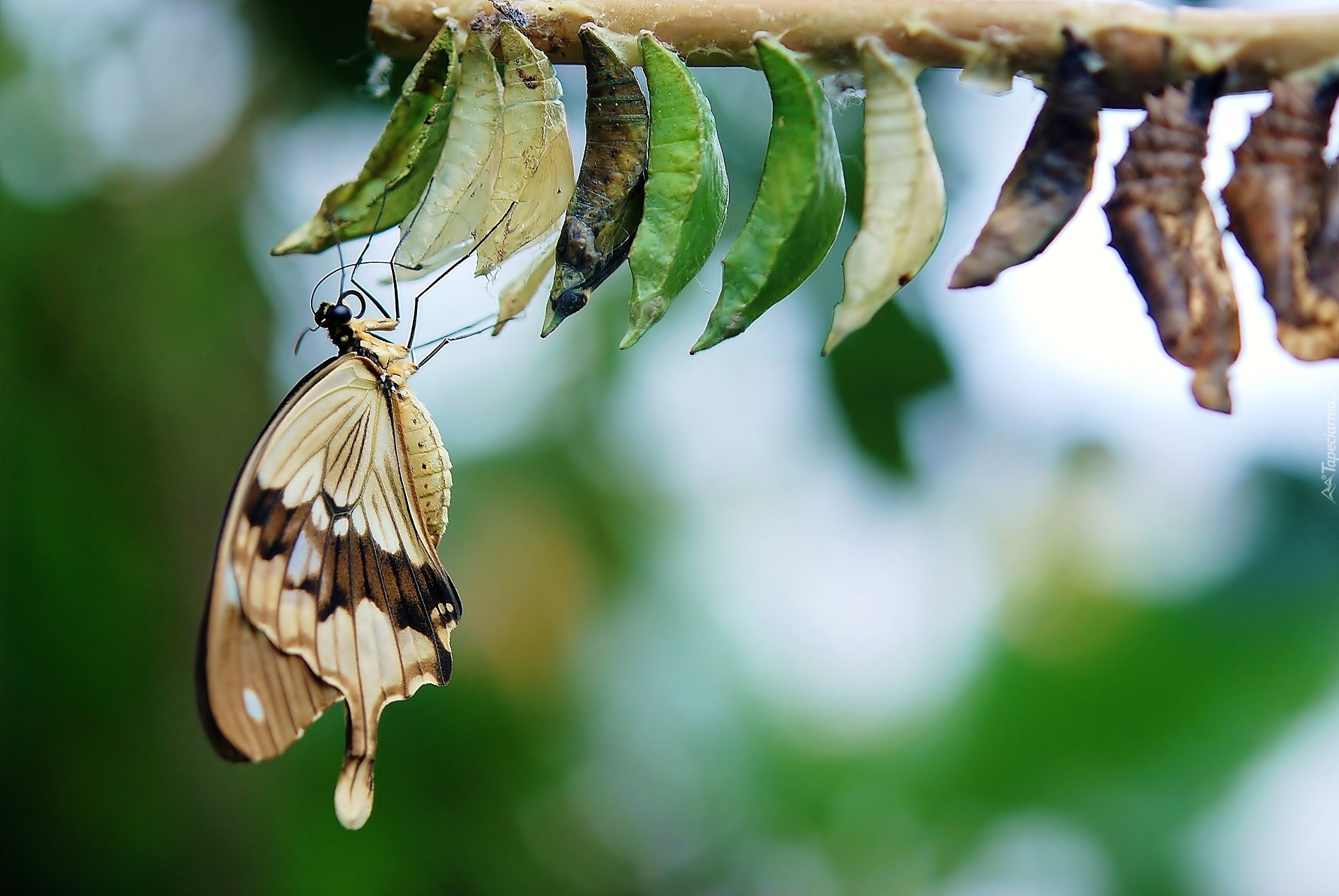 Motyl, Kokony, Blask