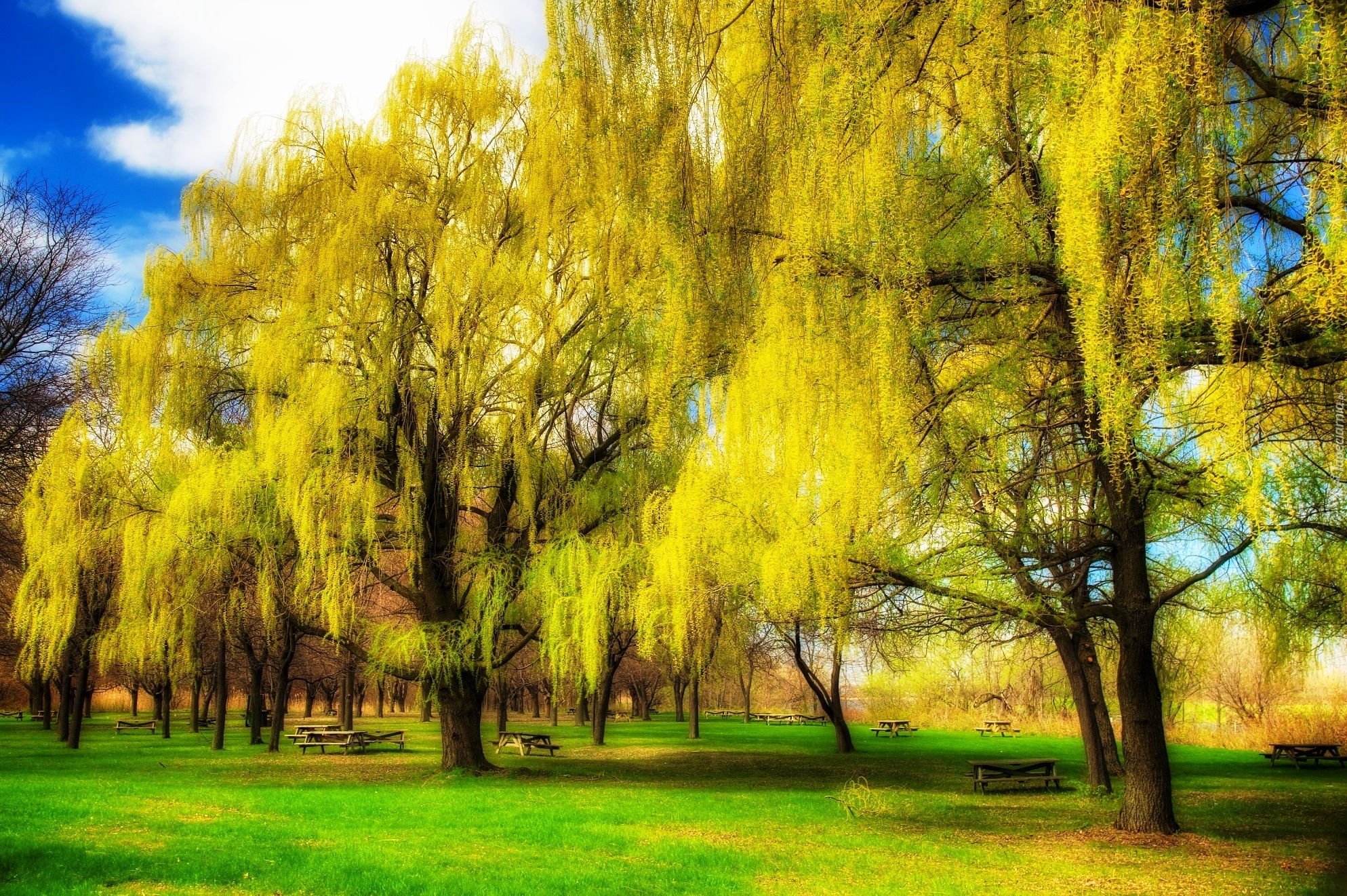 Park, Ławki