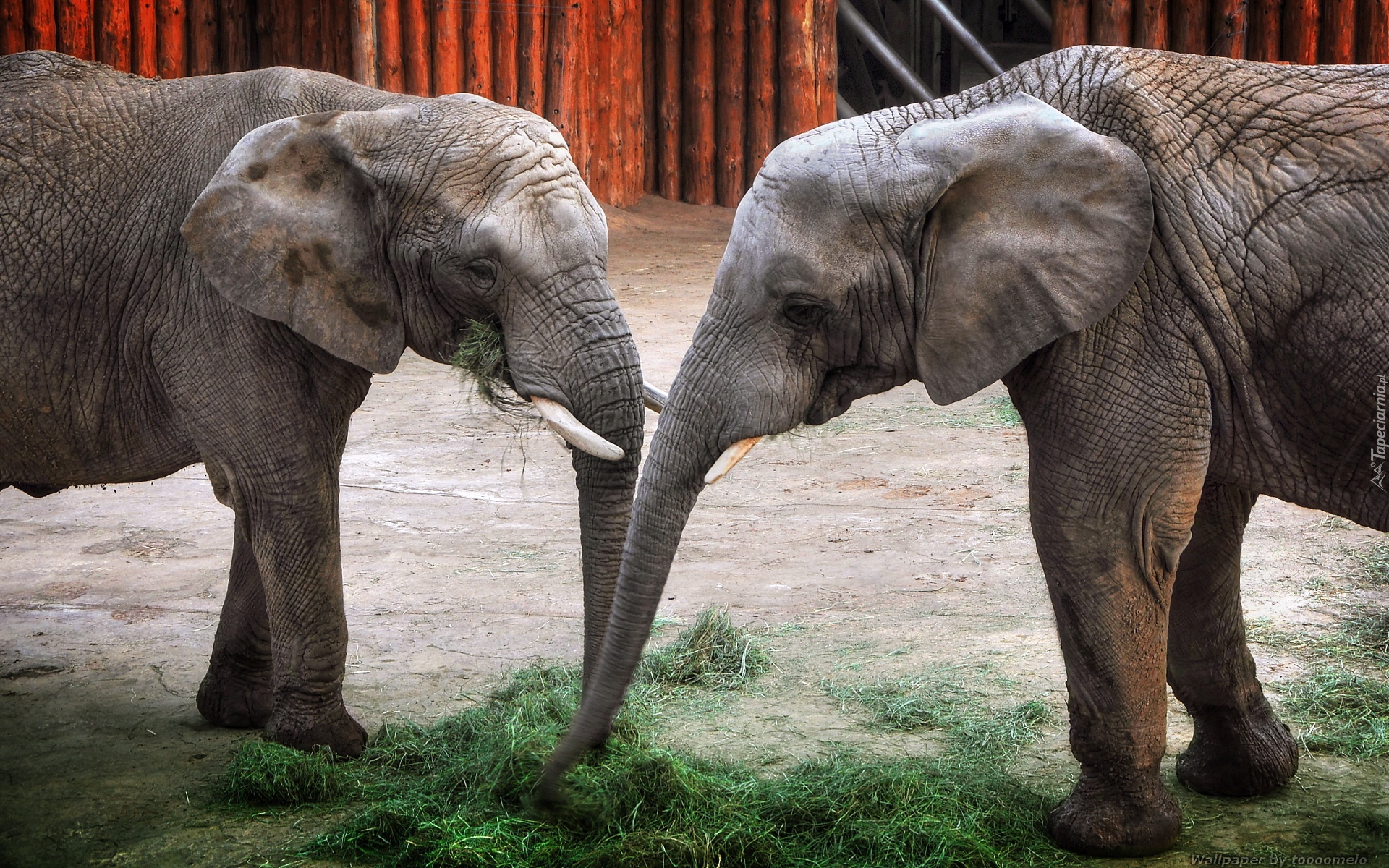 Słonie, Dwa, Poznańskie ZOO