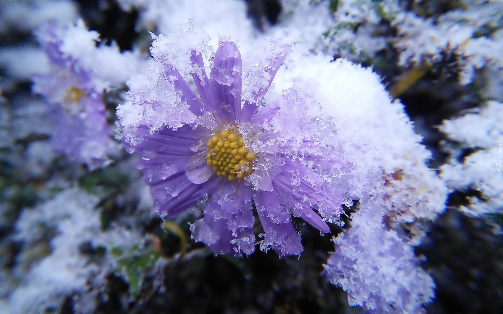 Śnieg, Lód, Aster