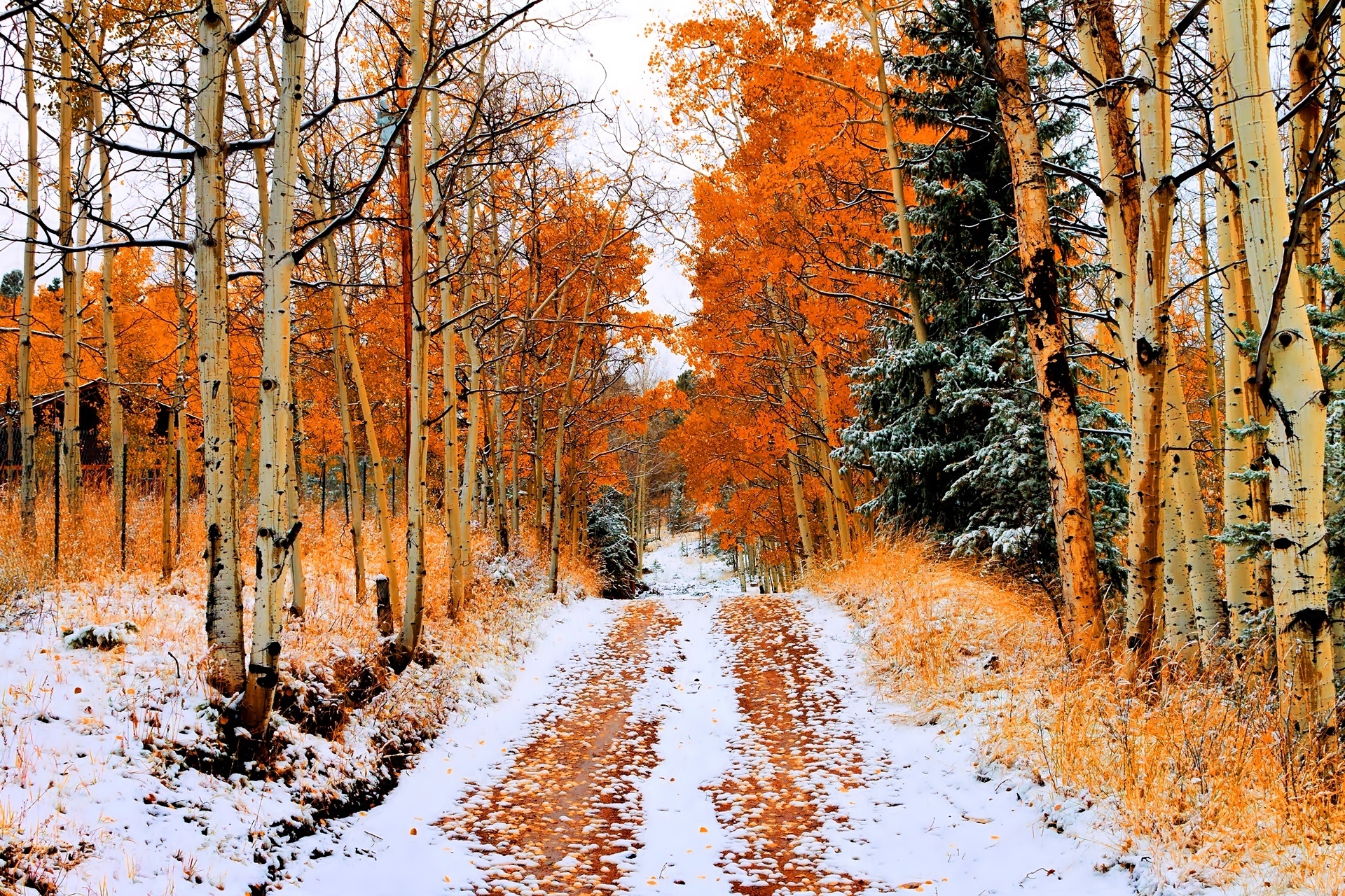 Las, Droga, Jesień, Pierwszy, Śnieg, Brzozy